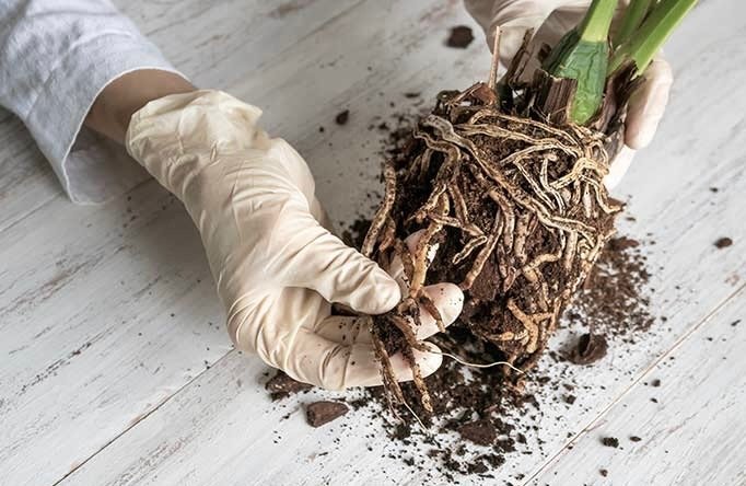 A person wearing white rubber gloves examines the roots of a plant.