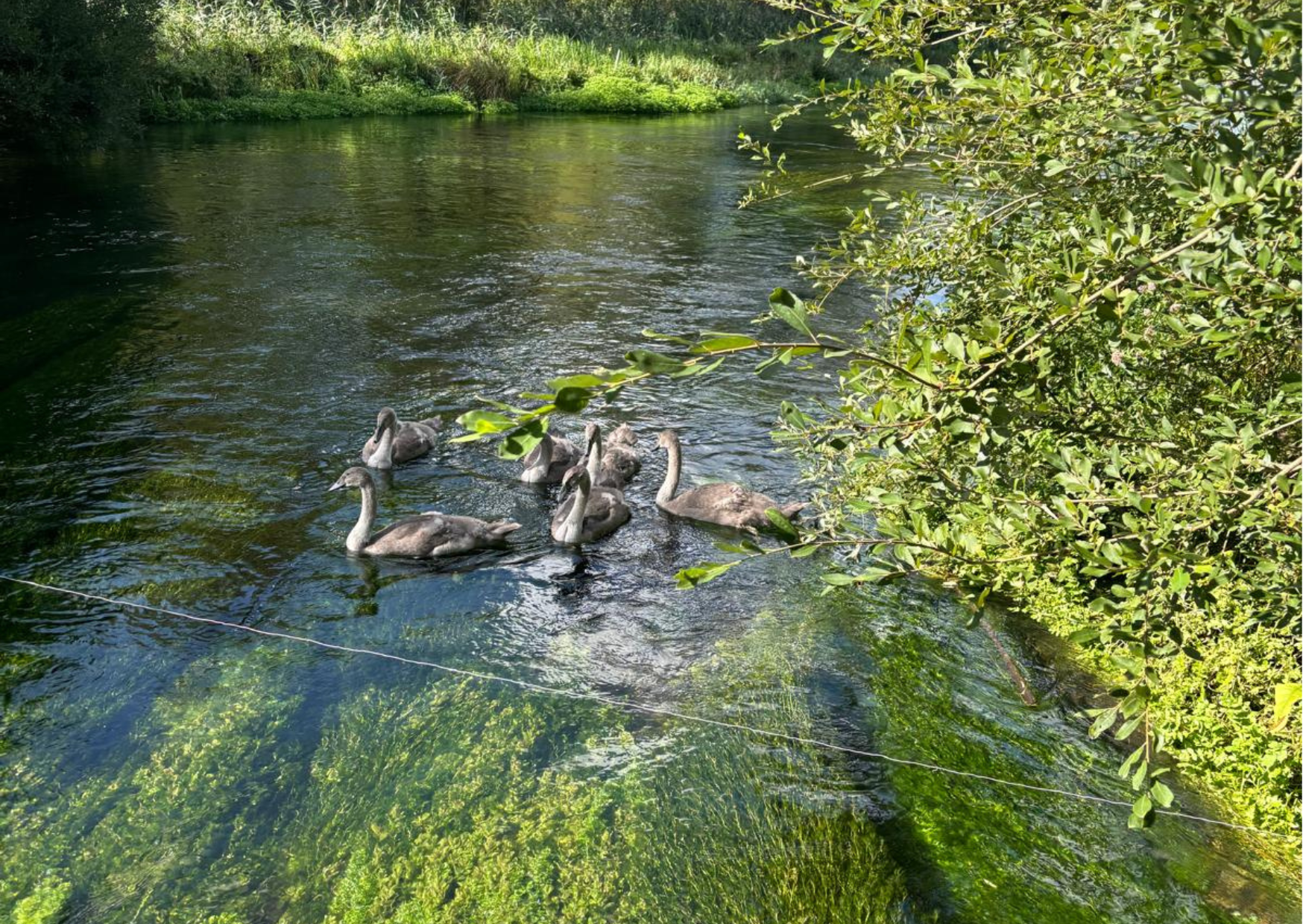 Six young swans swimming in a river surrounded by green vegetation.