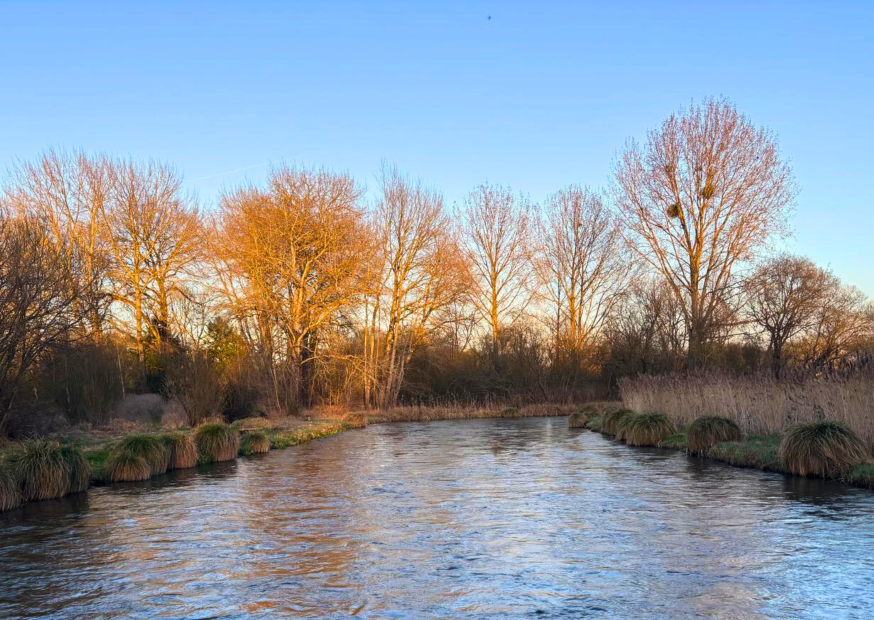 A river flowing through a landscape with leafless trees and tall grass under a clear blue sky at sunset.