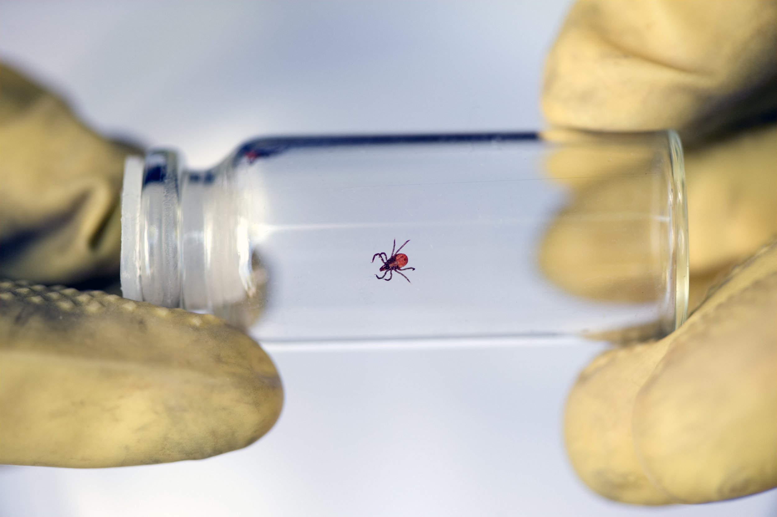 🕷️ A New Nordic Society for Tick and Tick-borne Disease Research Established