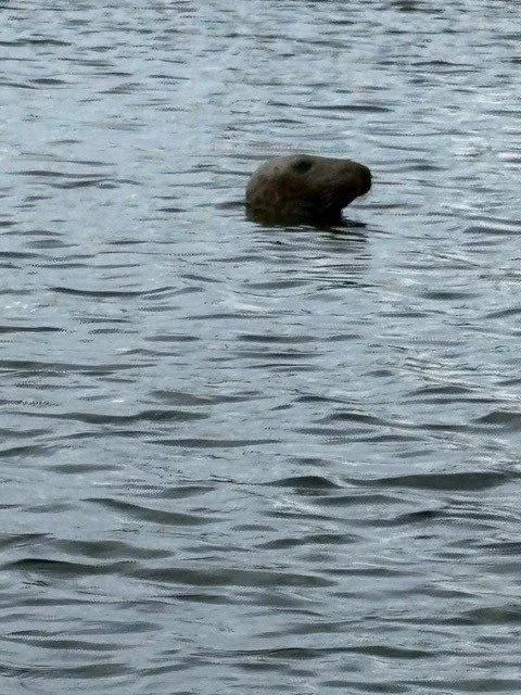 Chatham marina seal 2.jpg