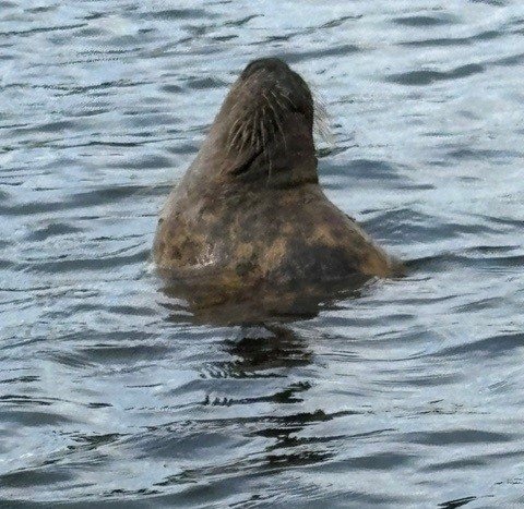 Chatham marina seal 3.jpg