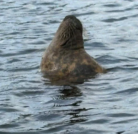 Chatham marina seal 3.jpg