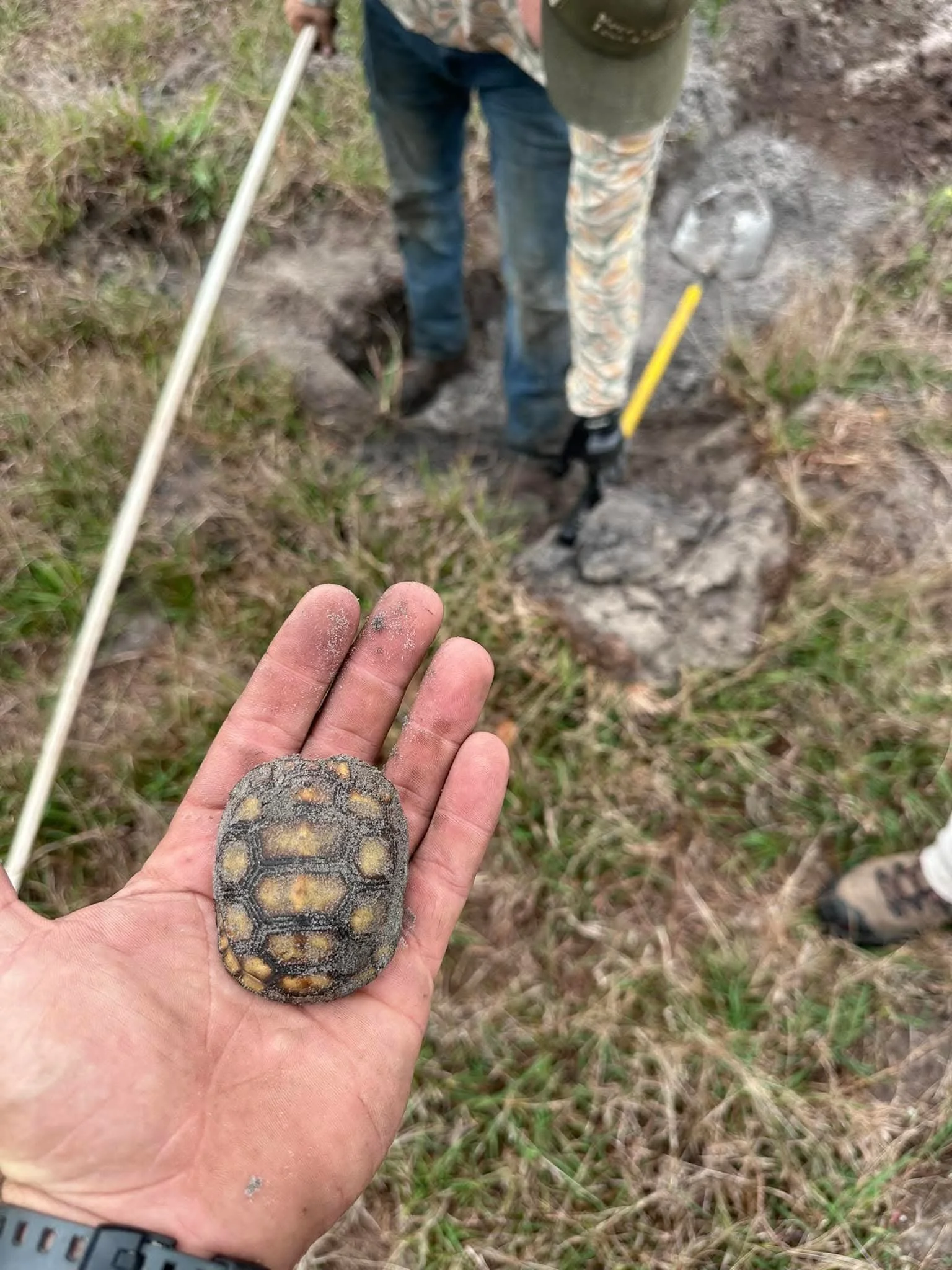 Person holding a small turtle with a hexagonal shell pattern, in a grassy outdoor area, as another person digs in the background.