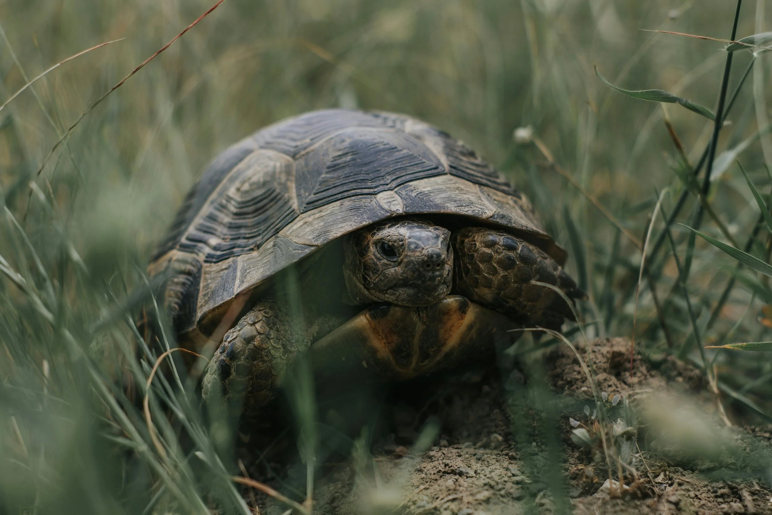 Close-up of a turtle on the ground surrounded by grass and dirt.