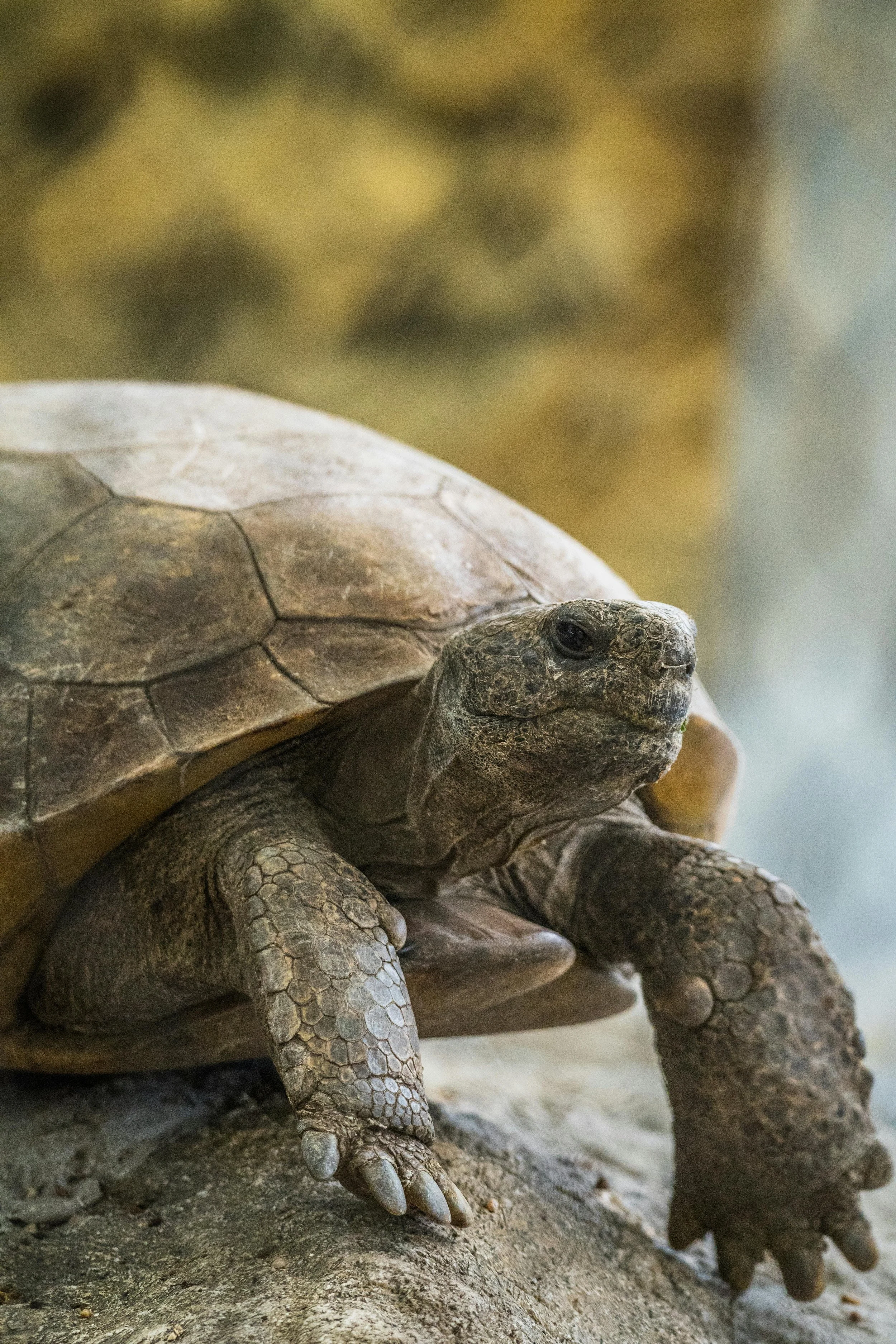 Close-up of a turtle laying on a rock, with a blurred natural background.
