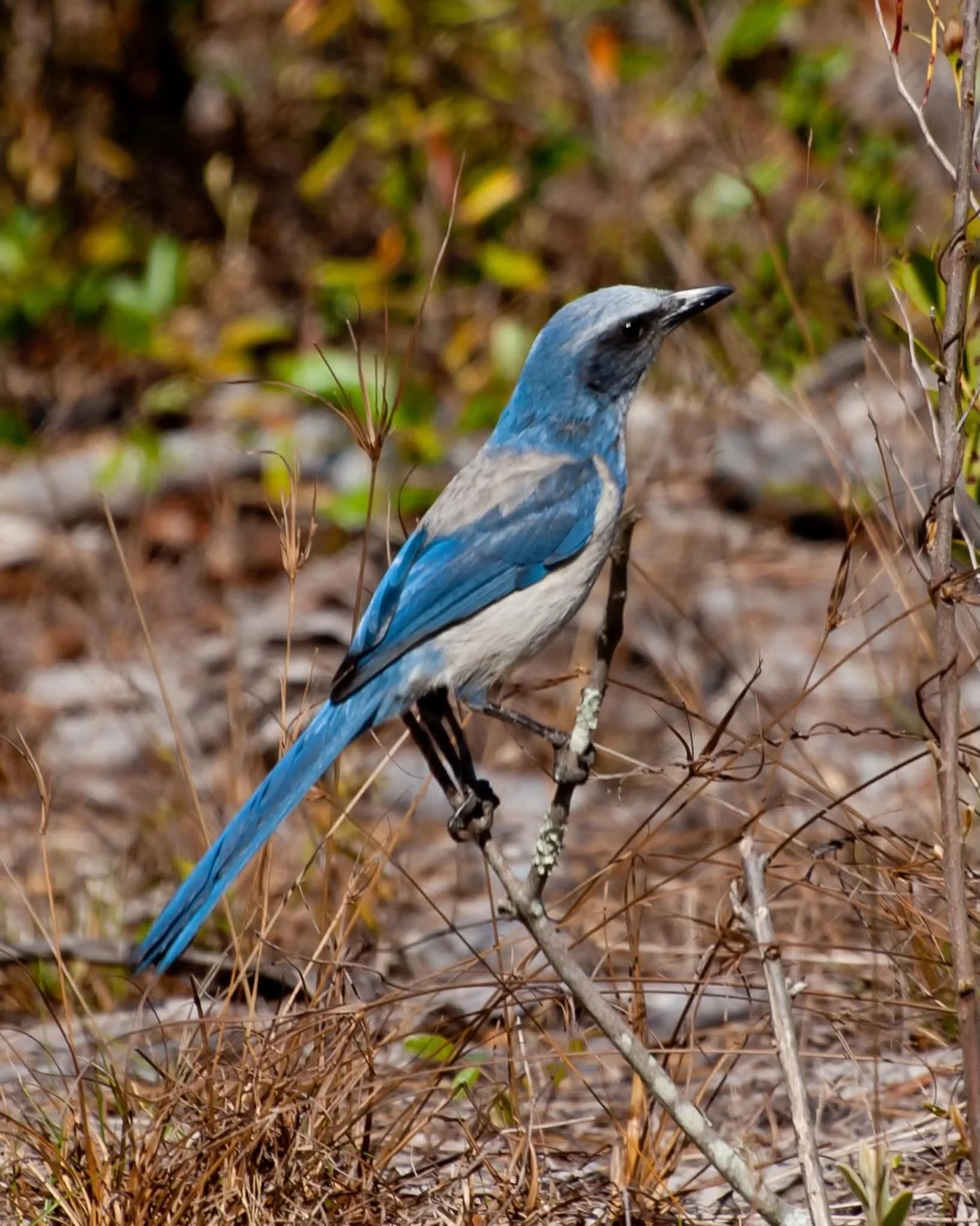 A blue and gray bird perched on a branch with dry grass and foliage in the background.