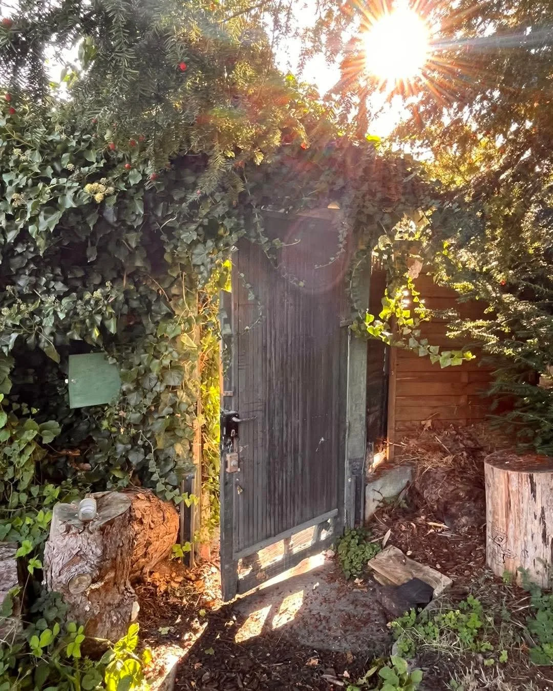 Une porte en bois grisâtre encadrée par des feuillages verts et des arbres, avec le soleil brillant derrière et créant des rayons lumineux.