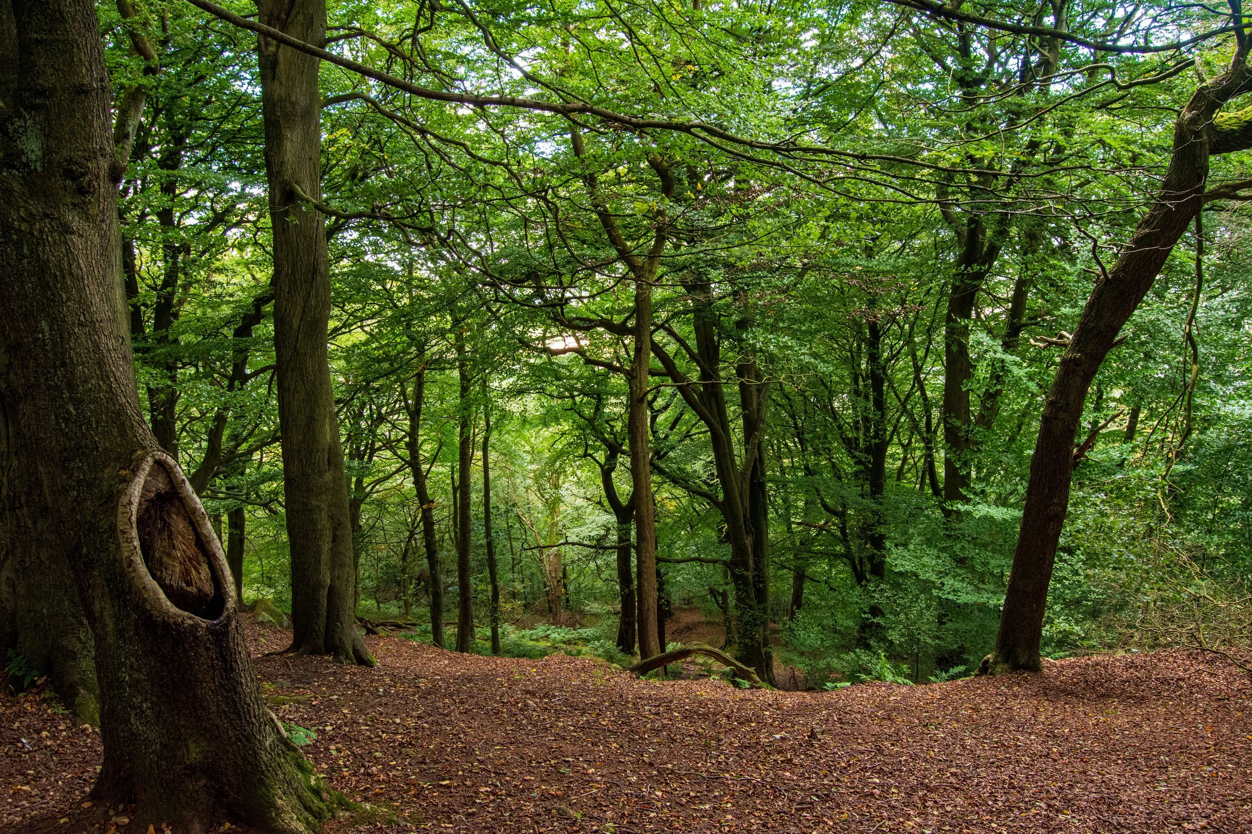 Wellness Walk - The Chevin Sunrise