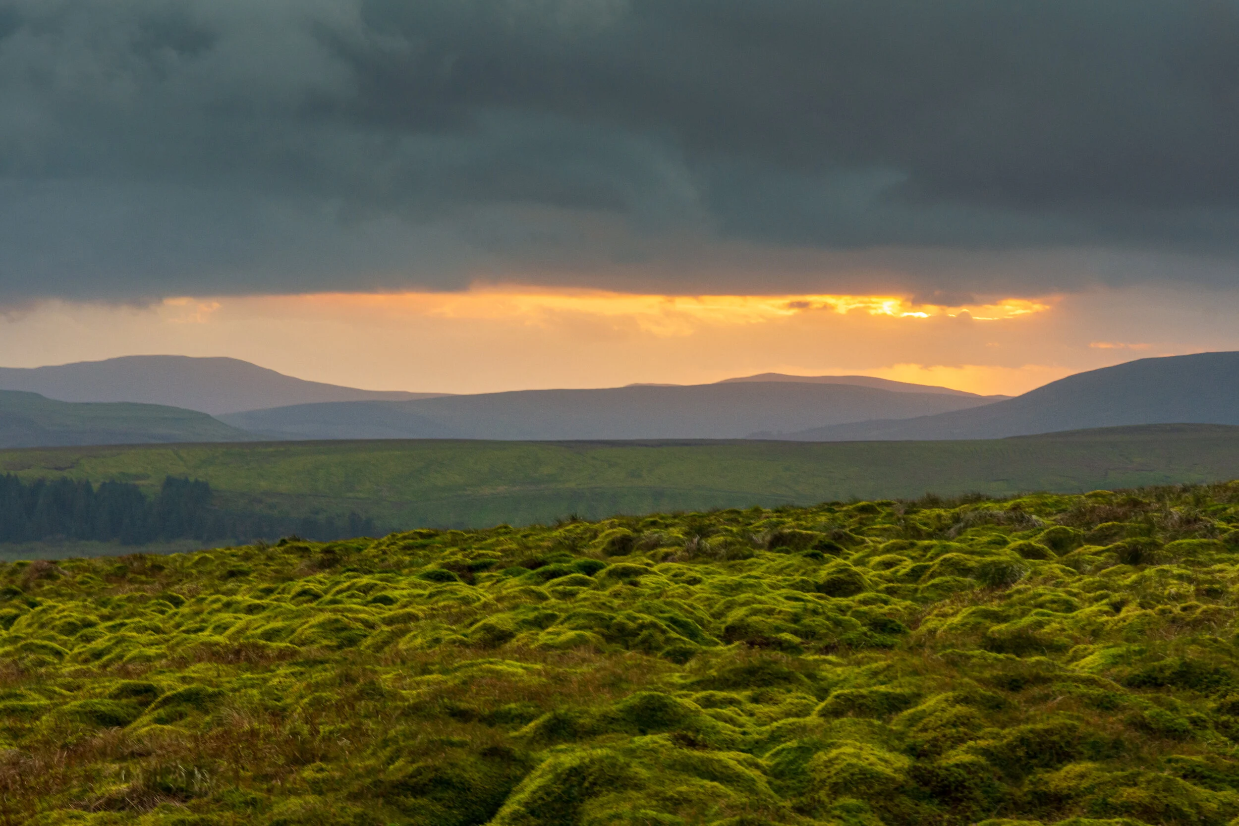 Green, boggy moss on Great Shunner Fell, looking west towards the setting sun