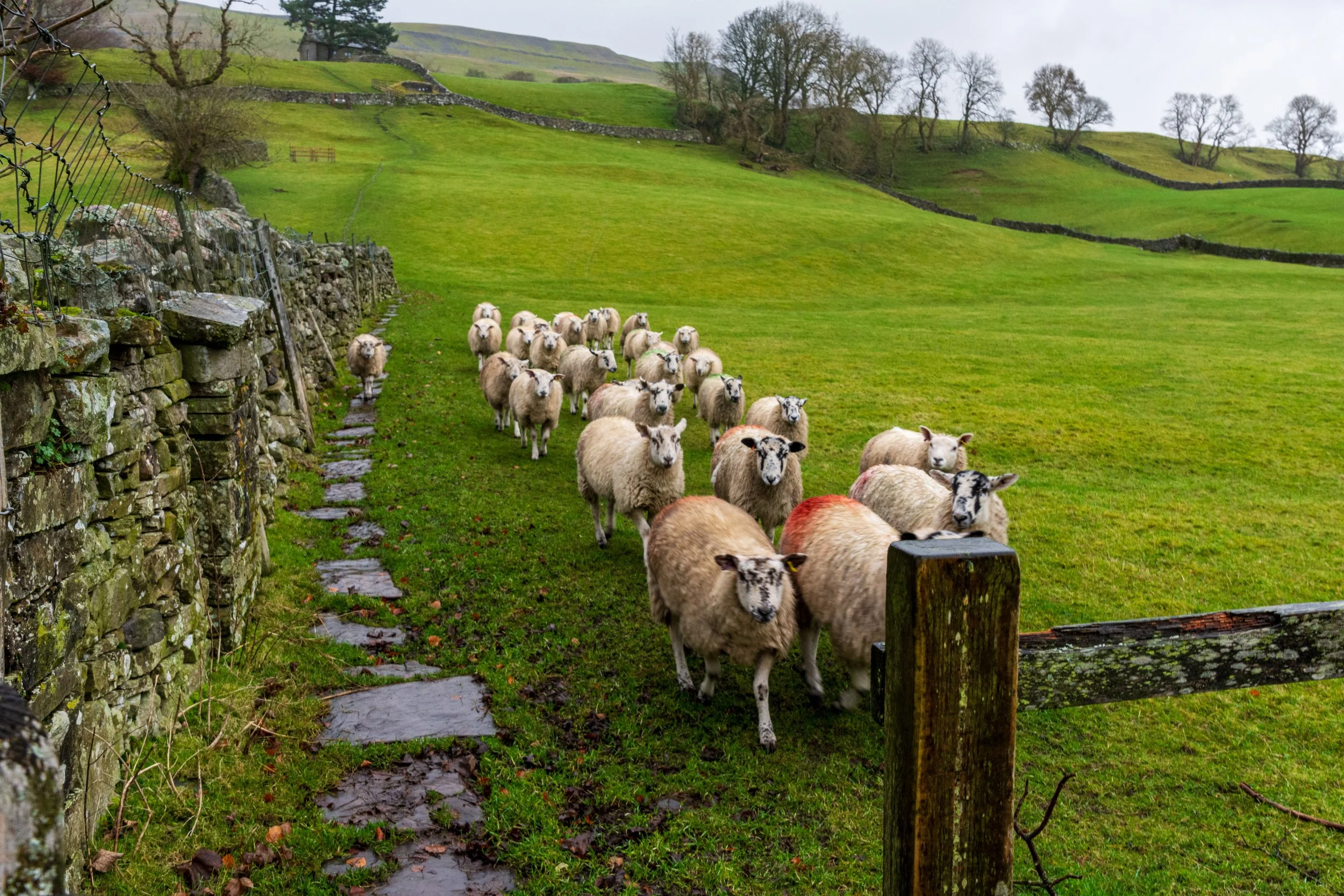 small herd of sheep walking along a path in a grassy, sloped field with Lovely Seat in the Yorkshire Dales in the background