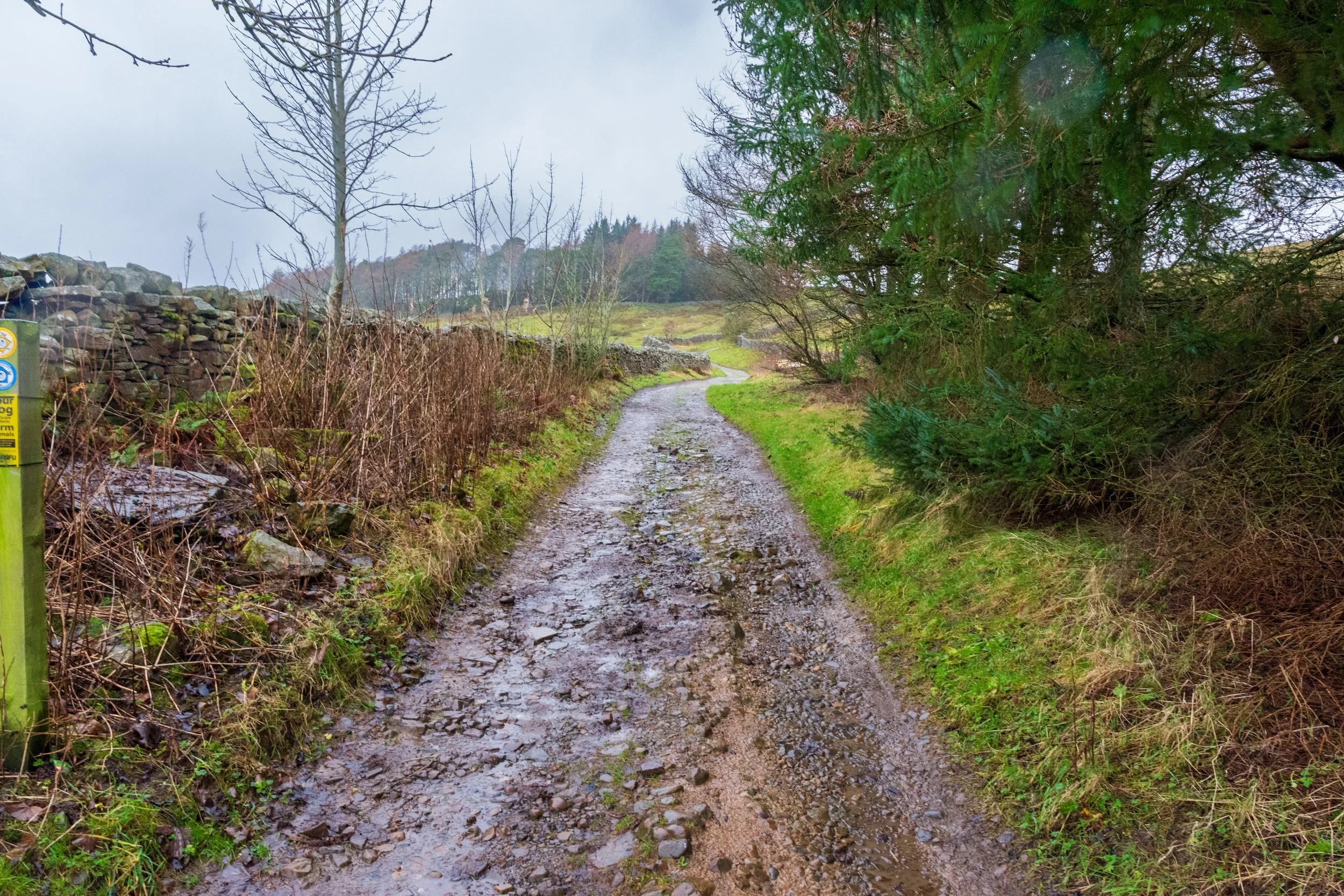 A rocky bridleway, with trees on one side, wet with rain, climbing gently towards a wood in the distance on the way to Great Shunner Fell in the Yorkshire Dales
