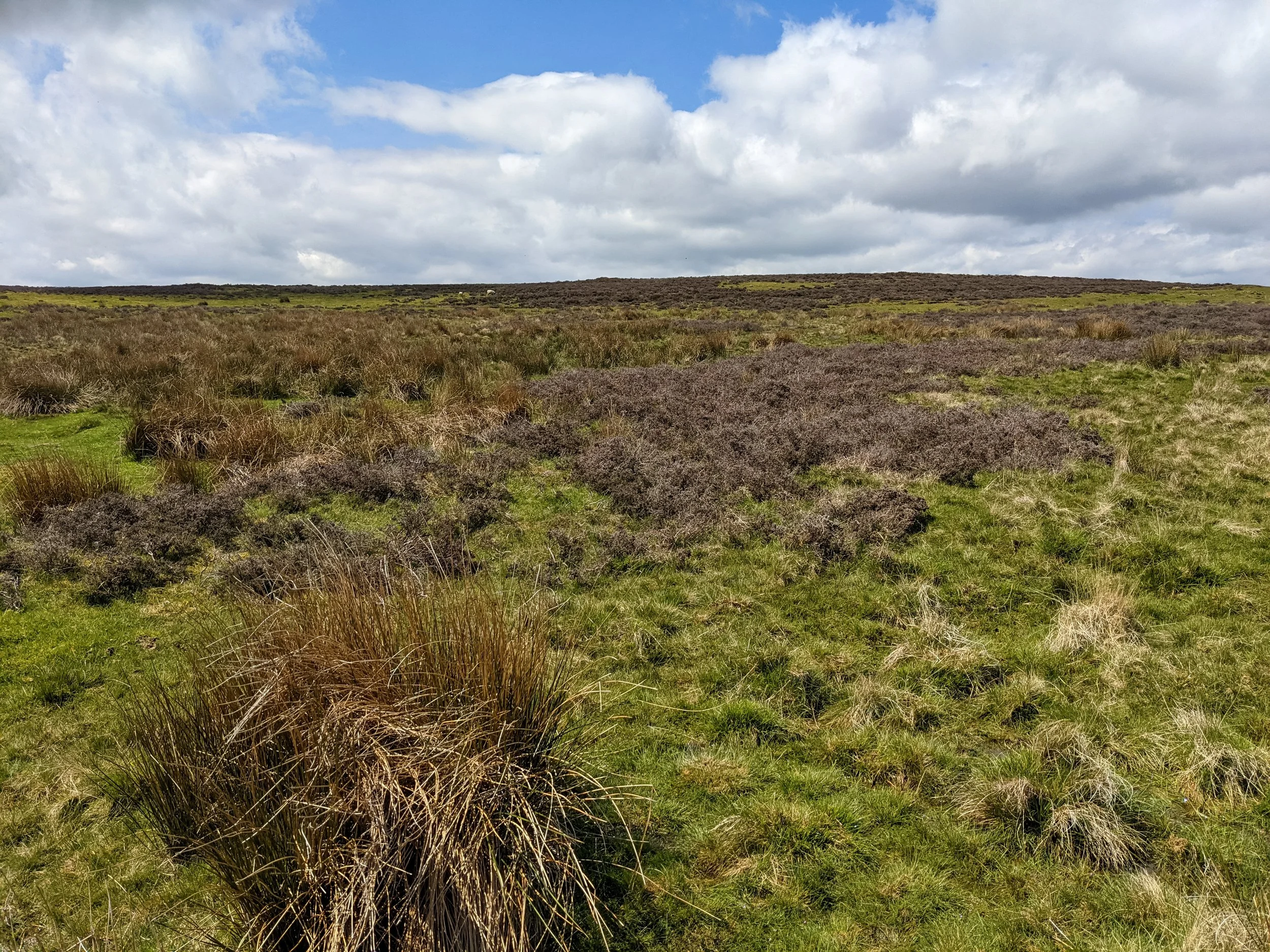 Heather and grass moorland on Levisham Moor, above the Hole of Horcum, on a fine, sunny day
