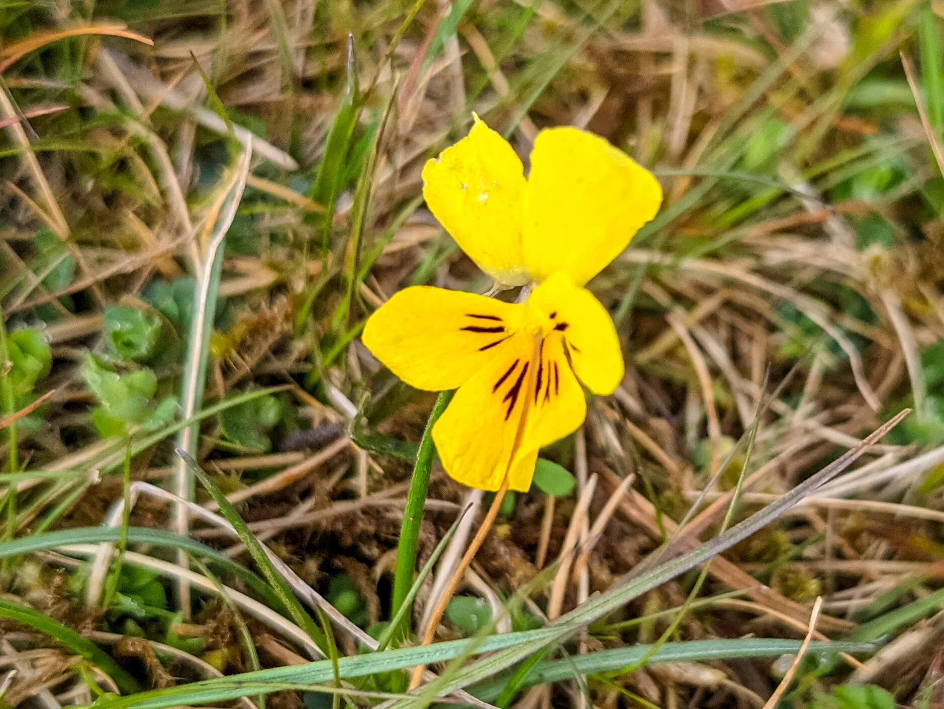 Mountain Pansy