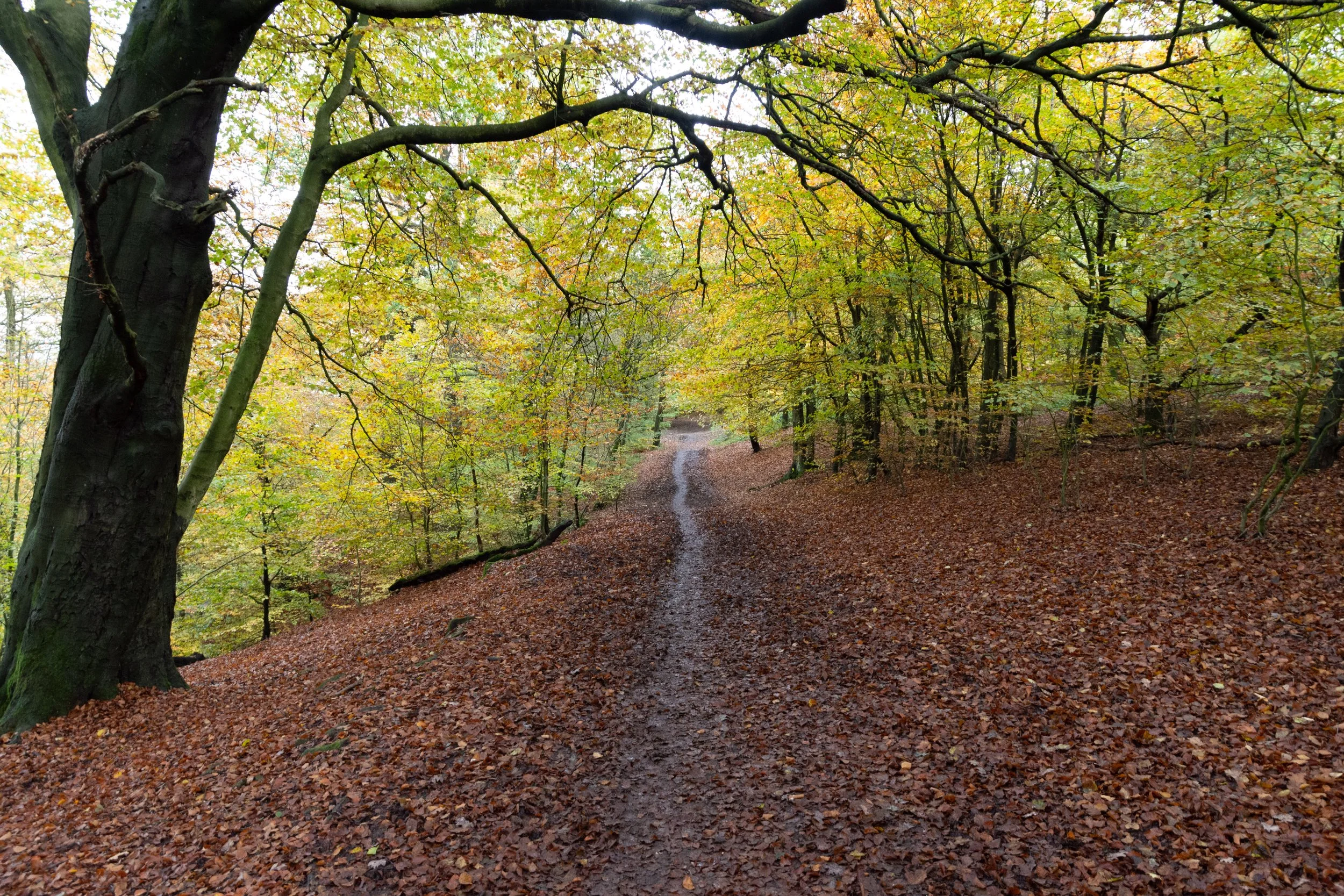 A path through the woods of Otley Chevin, lined with Autumn trees of green and yellowand brown leaves on the ground, on an overcast day