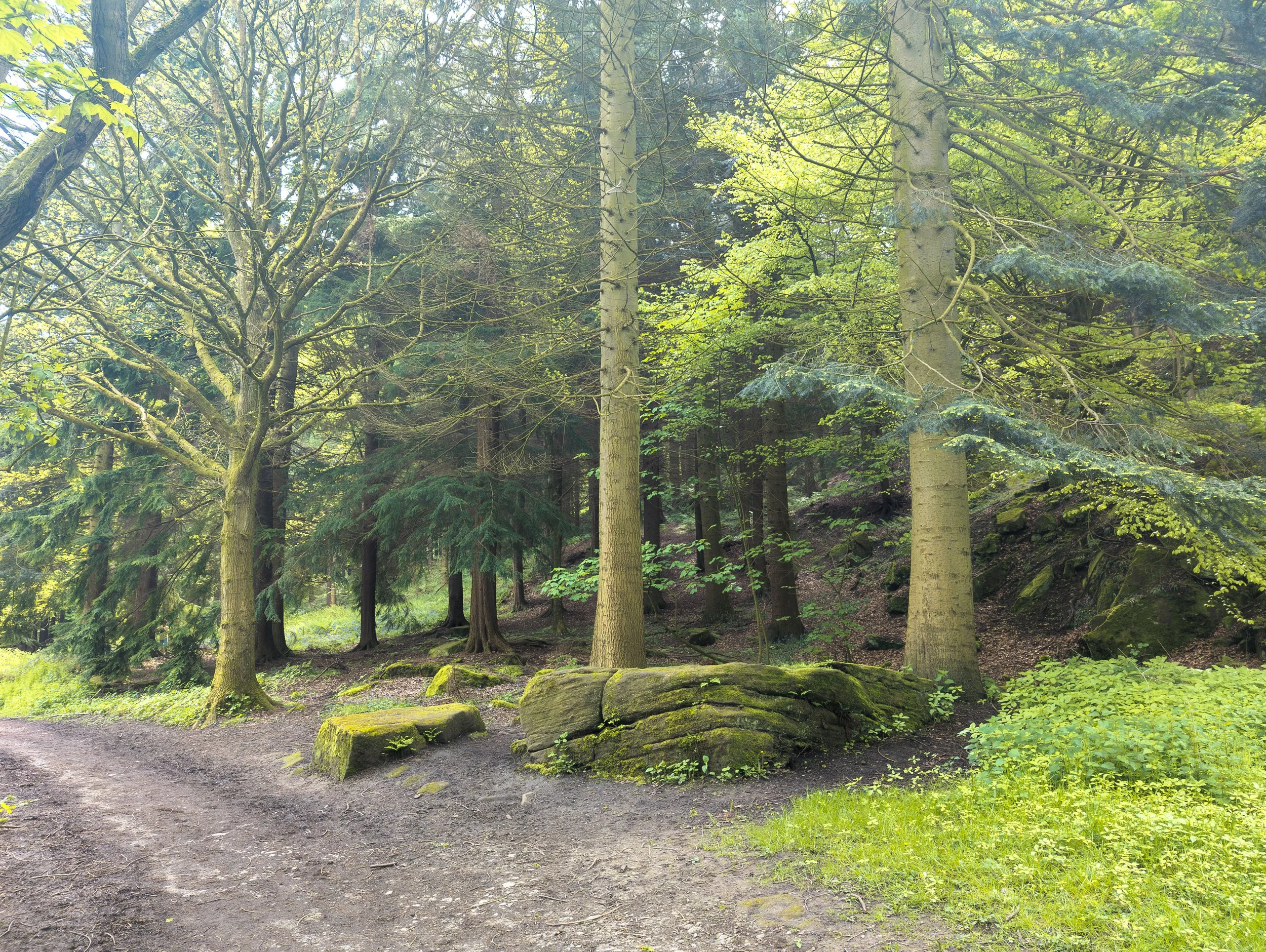 Looking into dense evergreen trees next to a large rock outcrop on a path through Otley Chevin