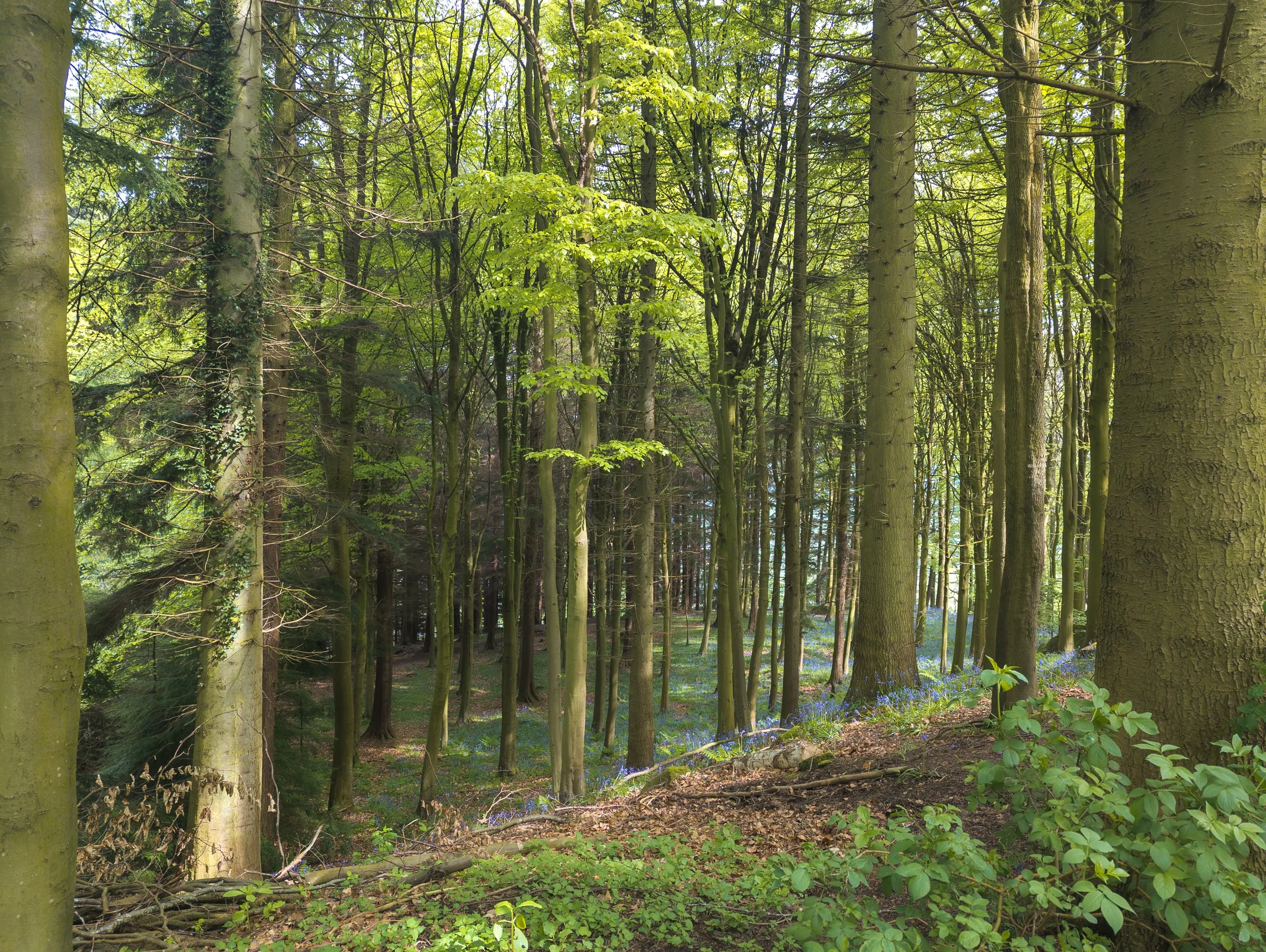 A wood of tall trees basked in dappled golden sunlight, with the forest floor carpeted in bluebells in Otley Chevin, Yorkshire