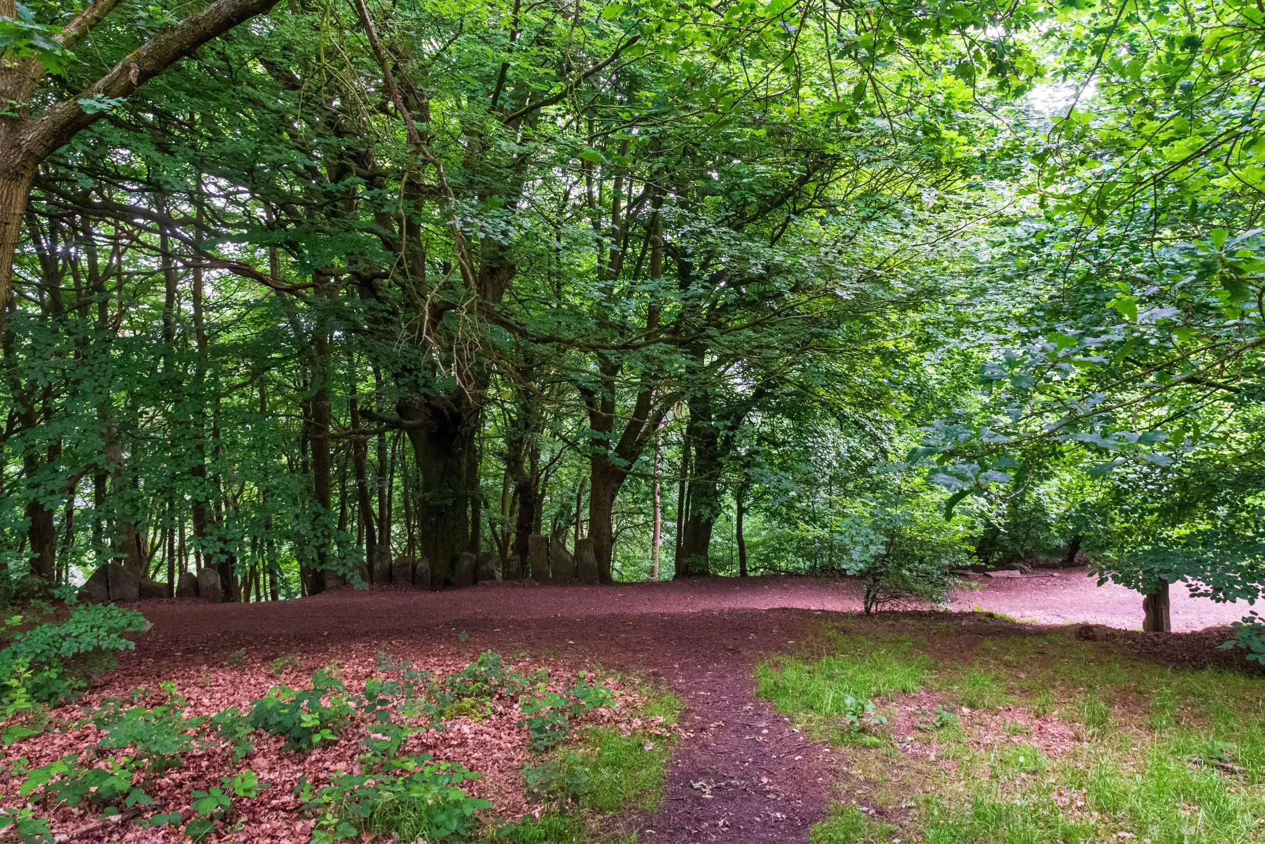 Deep, green woods, dappled with light on a leaf-strewn path near Surprise View on Otley Chevin