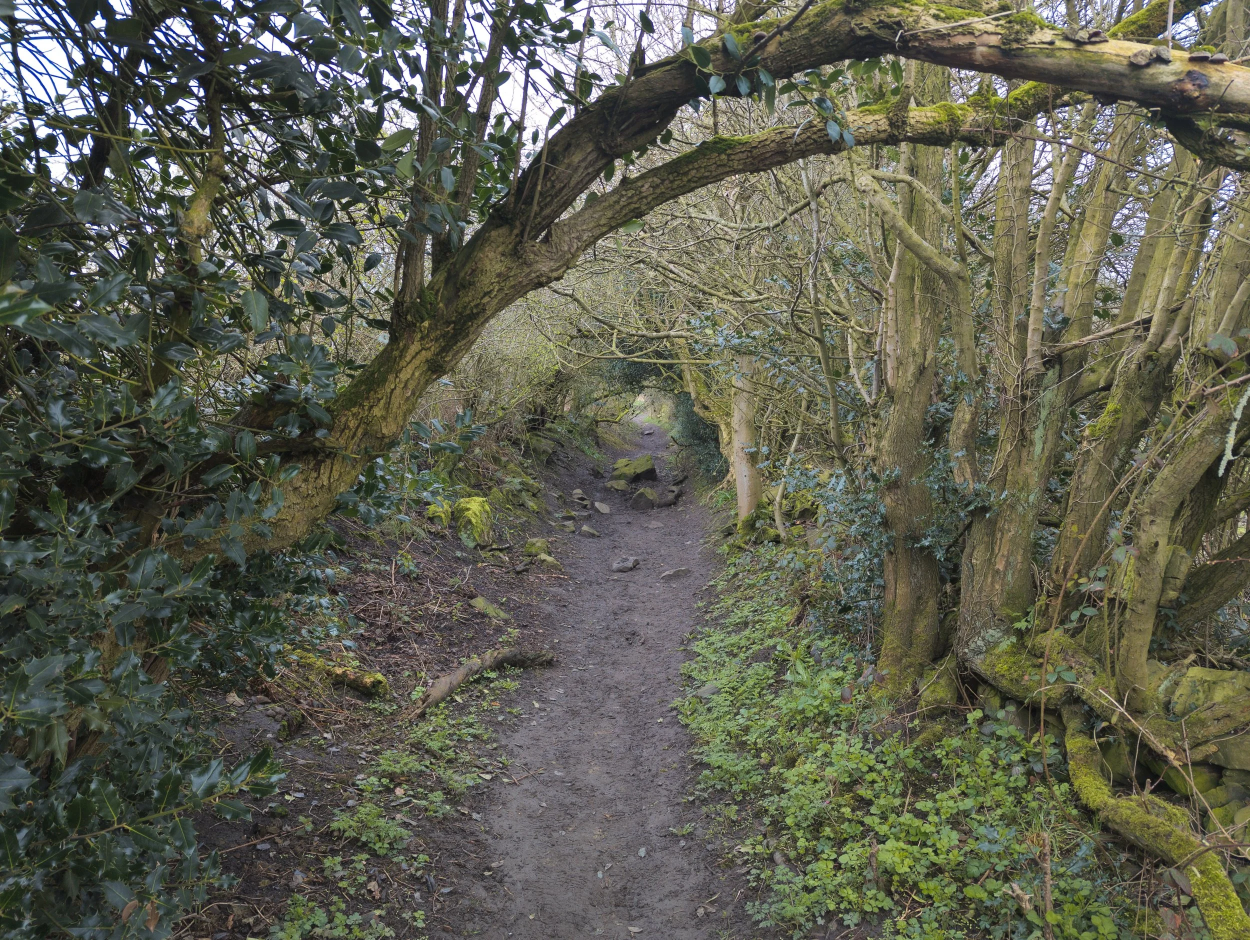 Photo of a path through the woods, with rocks across the path, and trees lining both sides