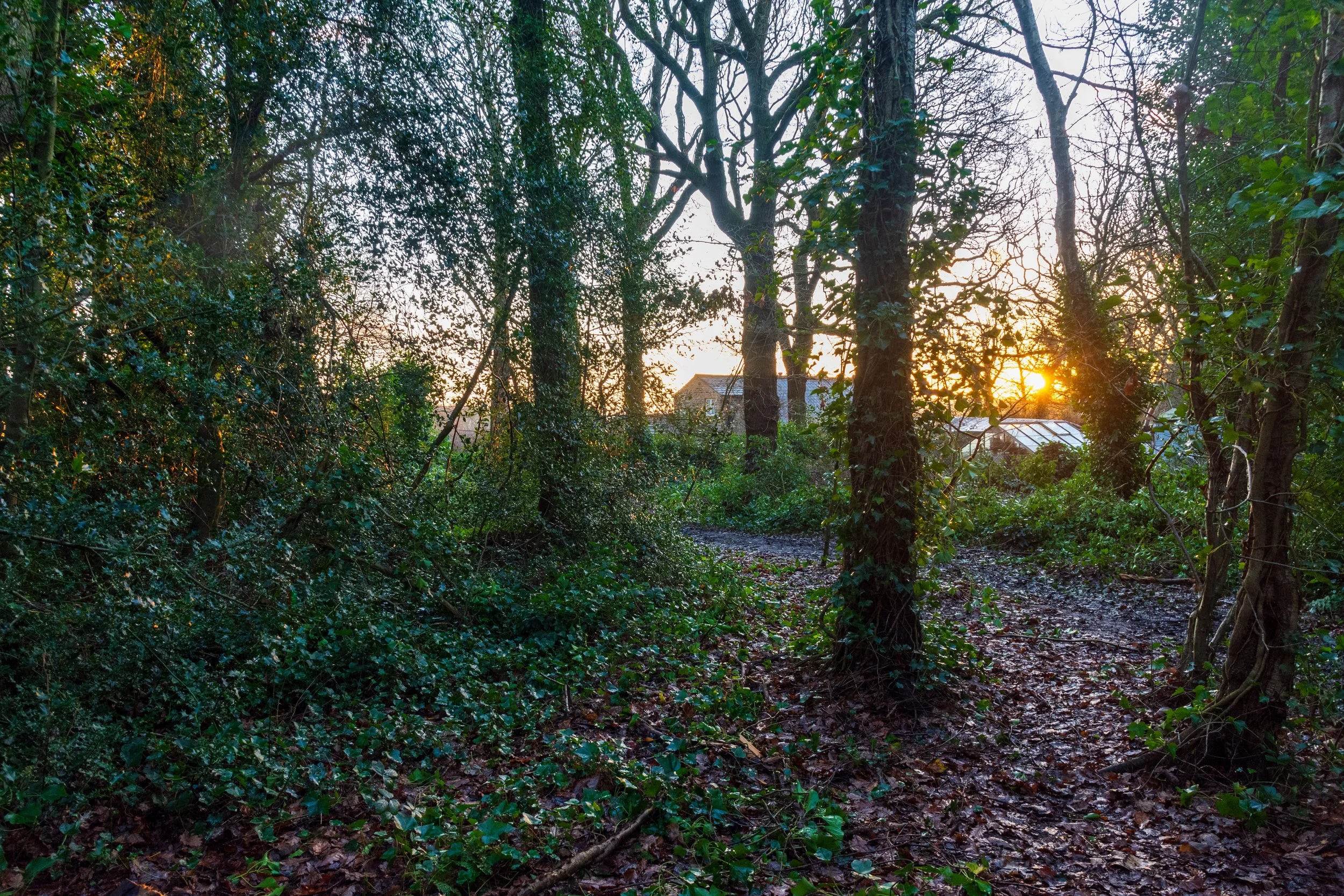The morning sun rising through trees into a golden sky, with buildings in the background, in Calverley Woods