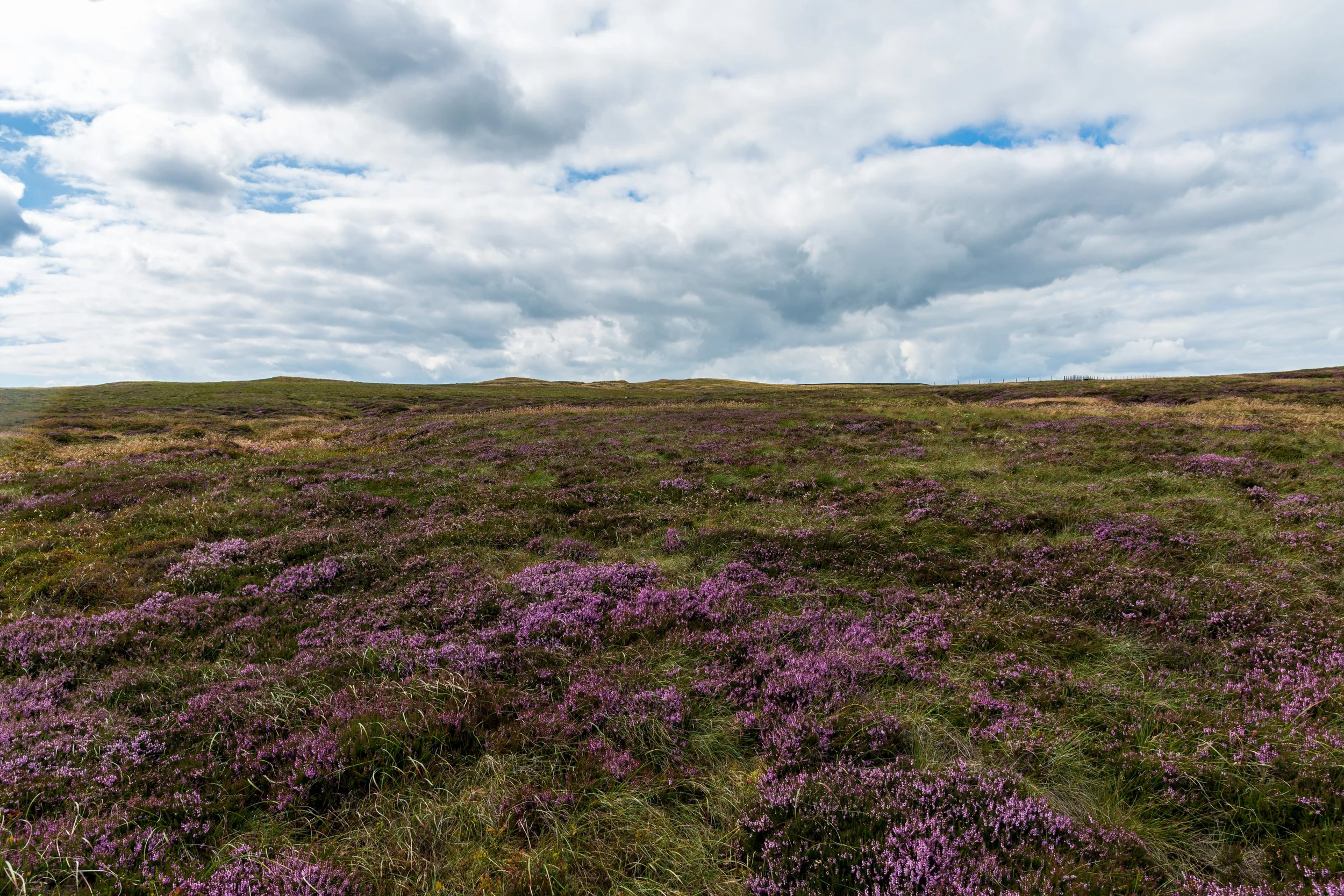 A view over pathless Yockenthwaite Moor with purple heather across the landscape and a cloudy sky