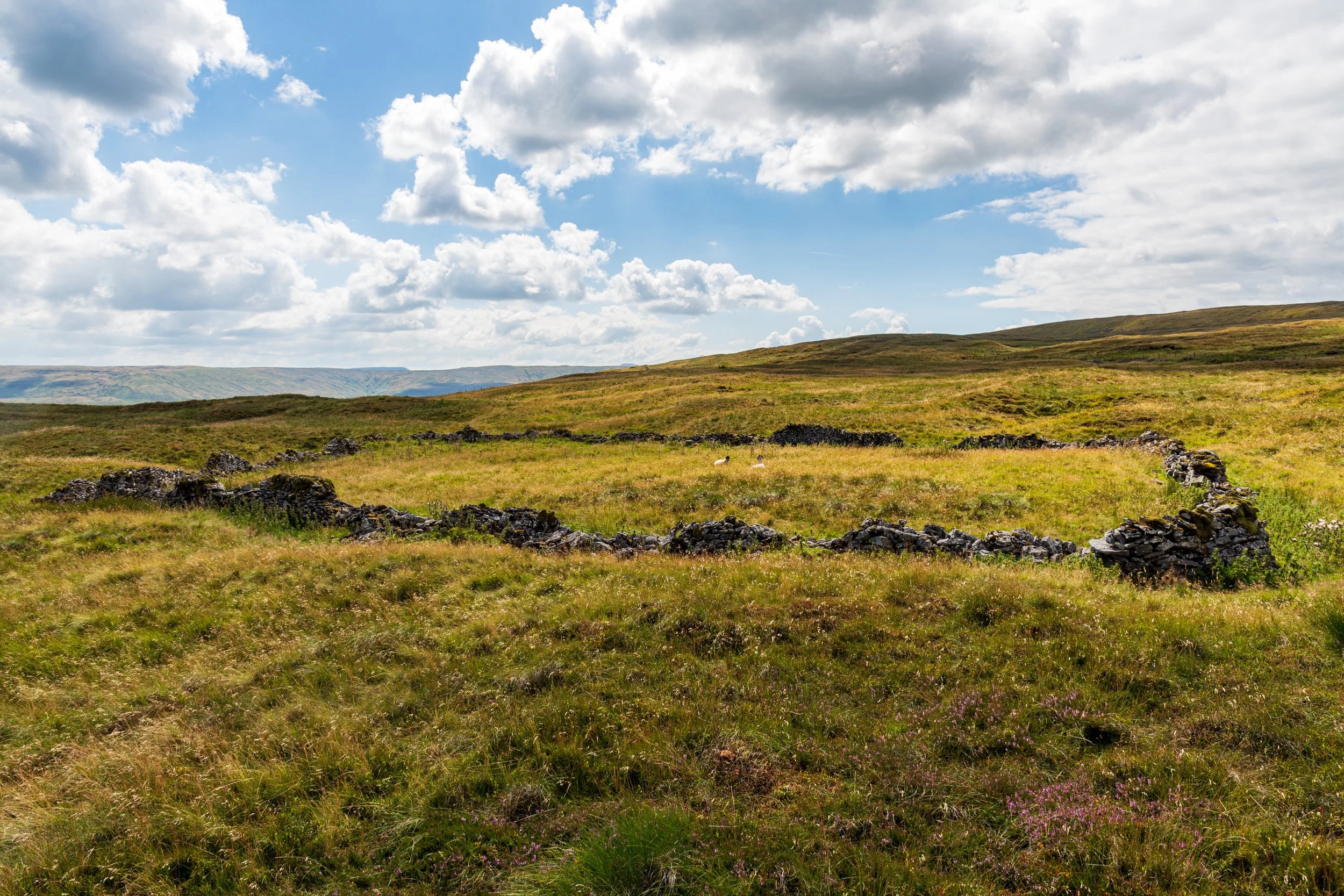 A rectangular ruined enclosure with three sheep on Yockenthwaite Moor