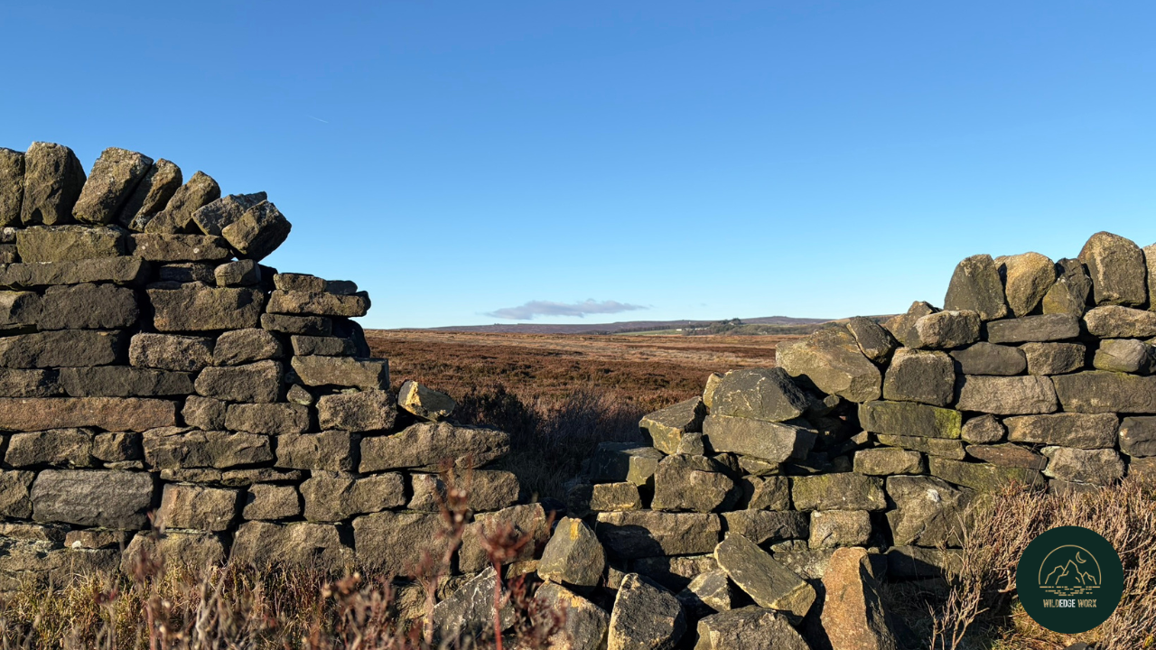 Notes from the Wild Edge: Returning to Work Without Abandoning Yourself