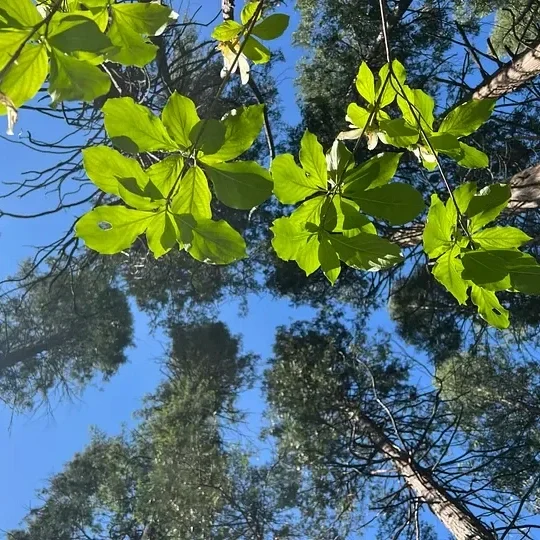 Looking up at green leaves and tree branches against a blue sky.