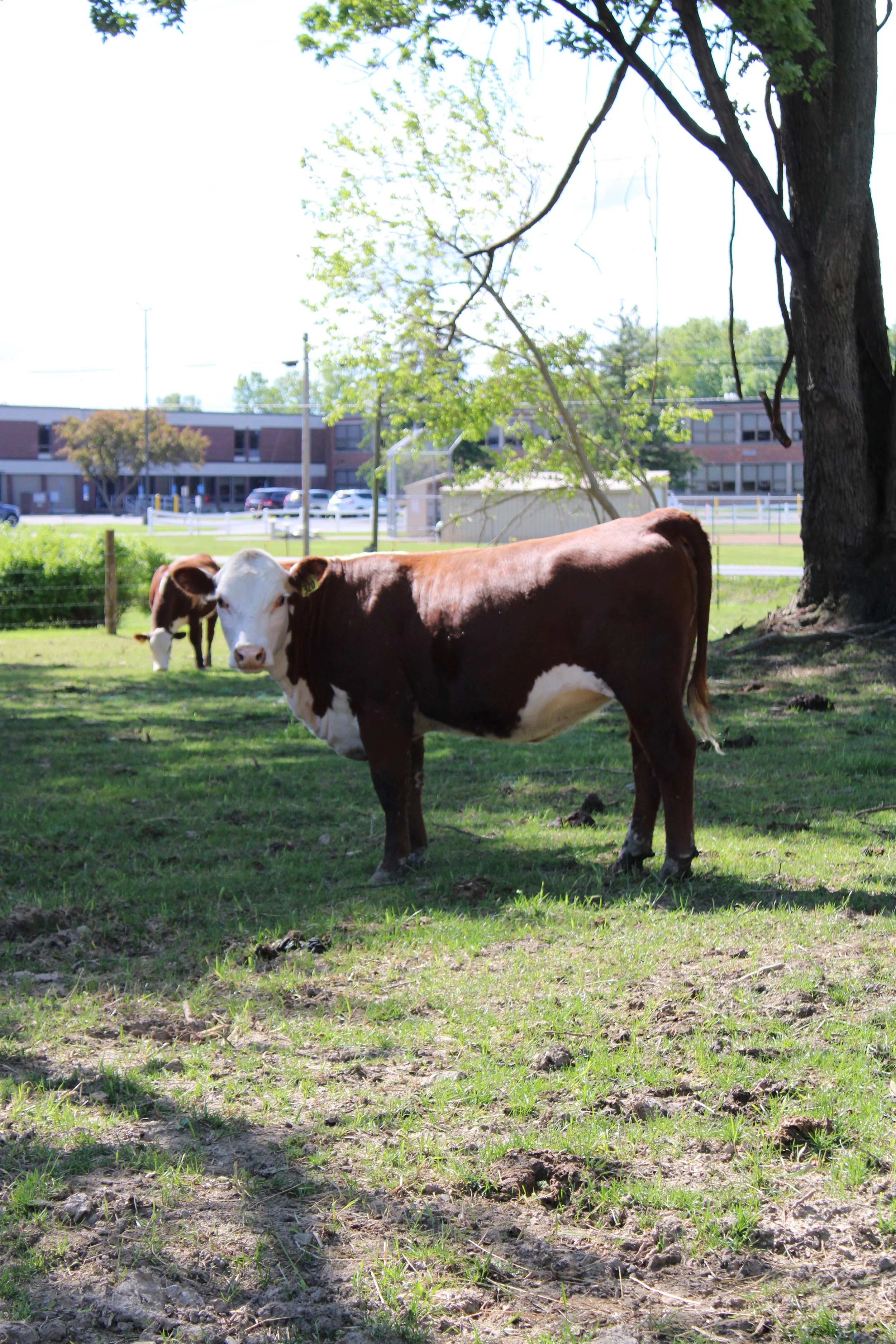 Whole Cow