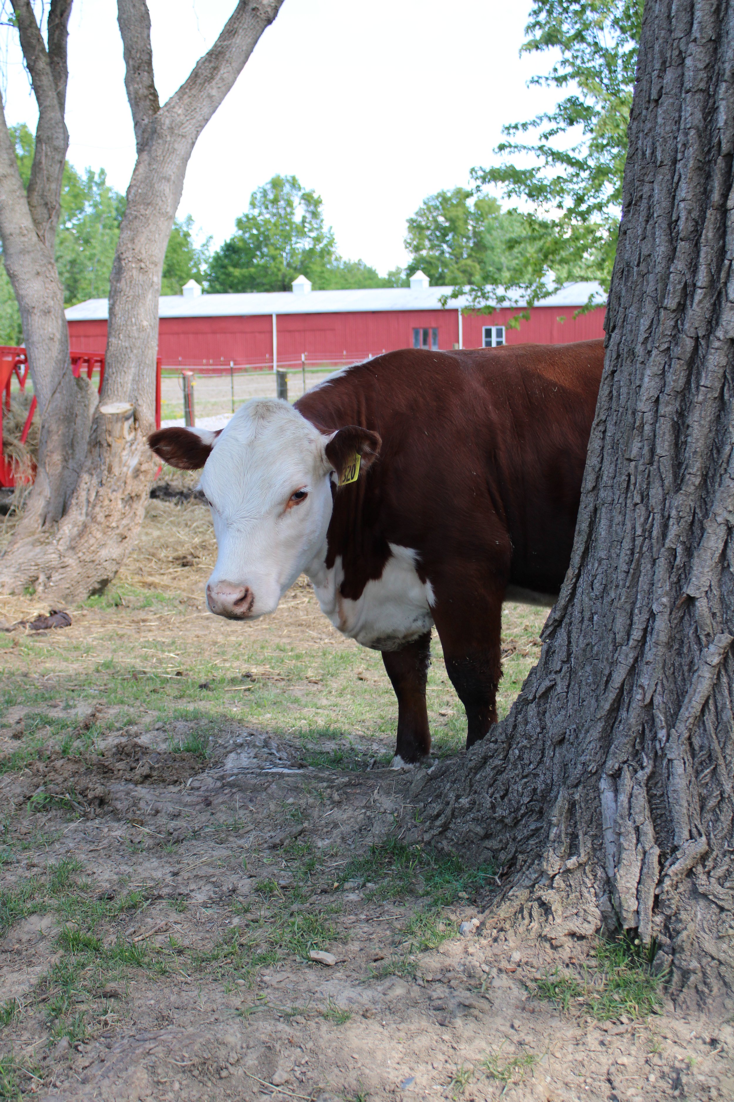 Quarter Cow
