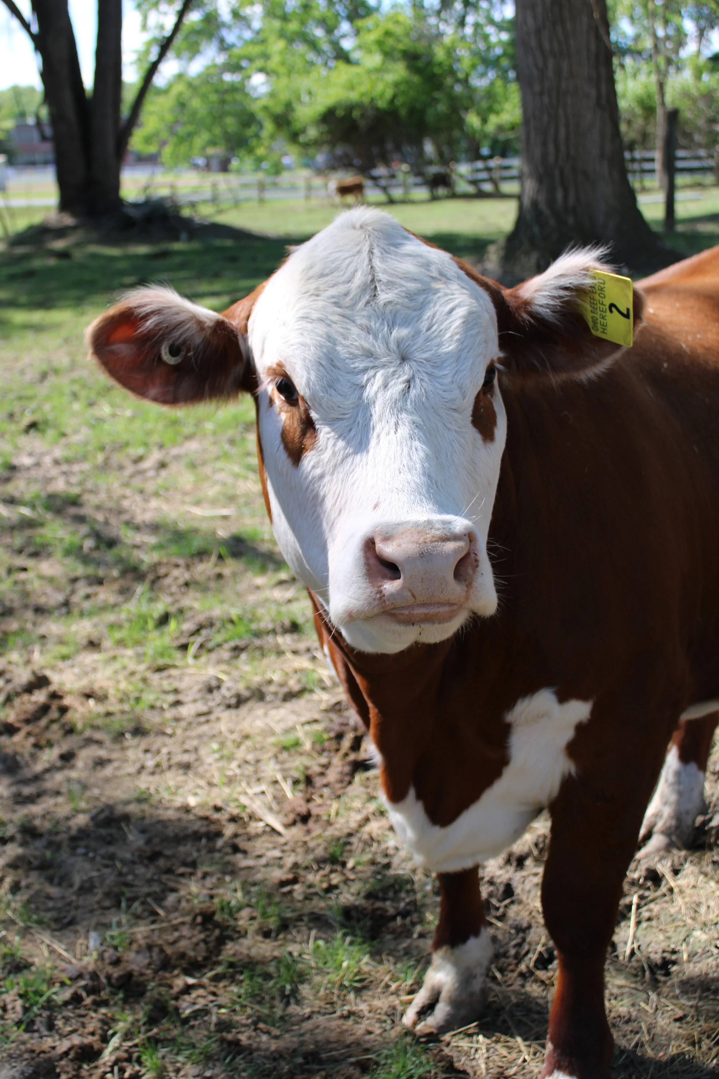 Half Cow