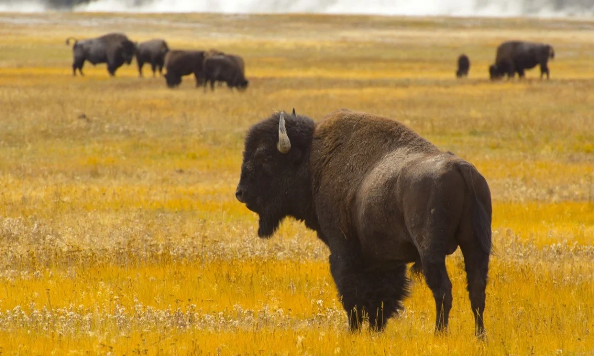 Decolonizing the North American Food System
