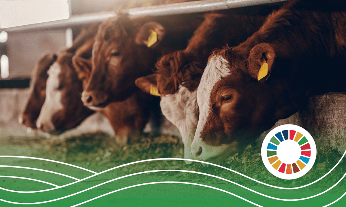 The High Cost of Consuming Animals