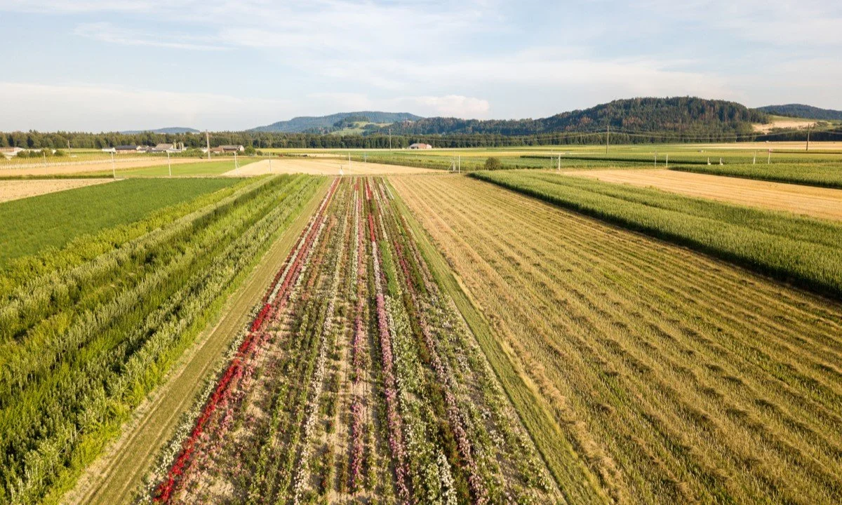 Farm Policy for Food, Not Feed