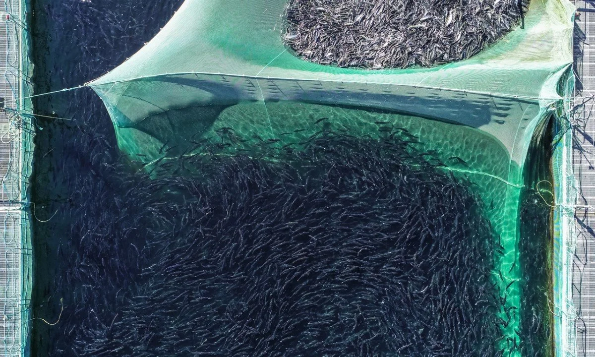 Salmon Aquaculture is Inefficient and Inequitable
