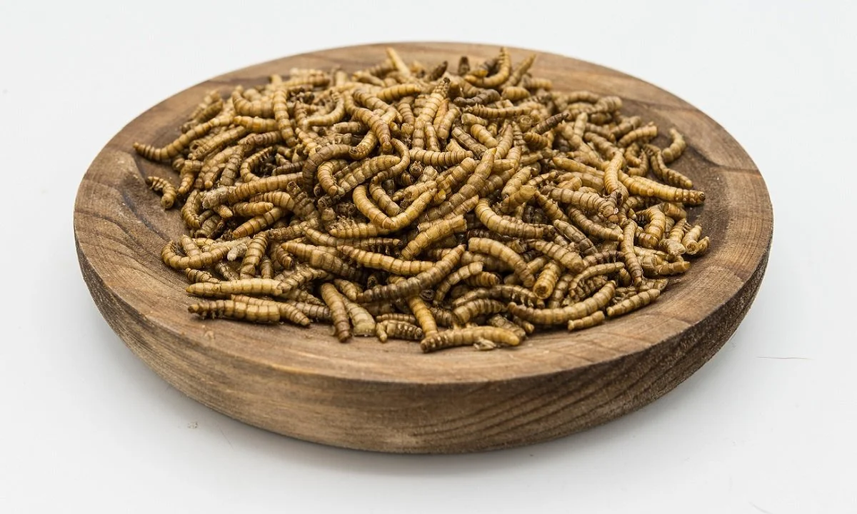 Intersecting Issues Surrounding Insect Protein