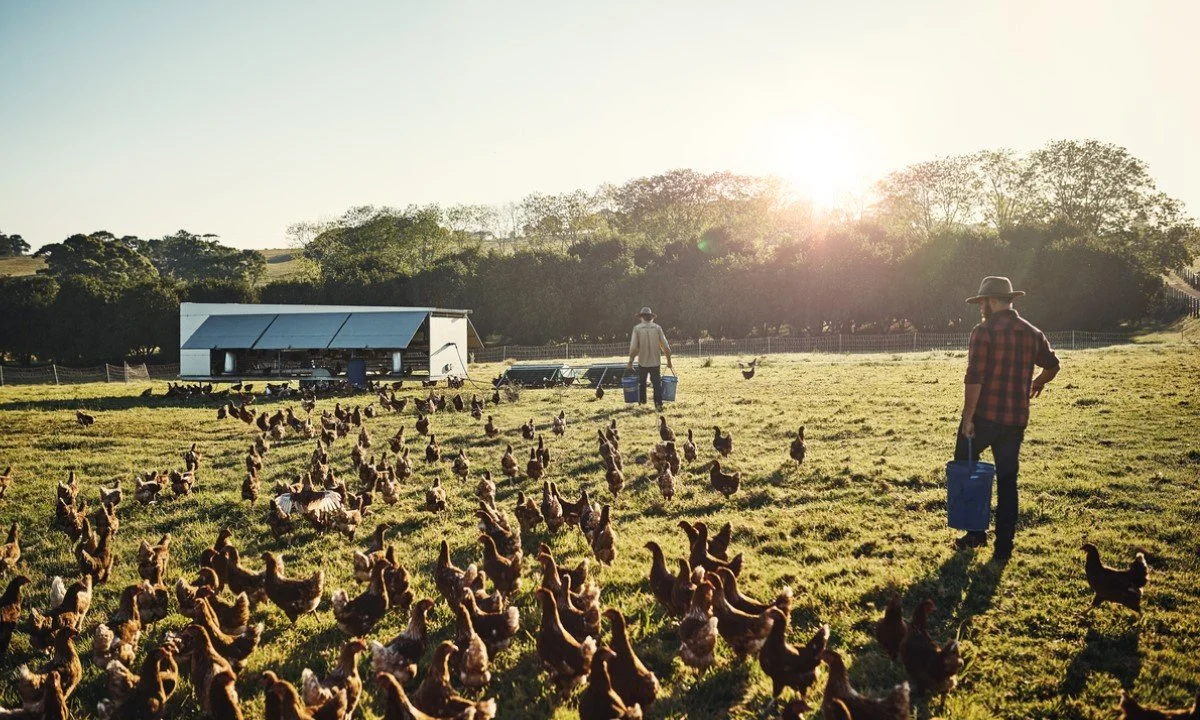 The History of US Animal Welfare
