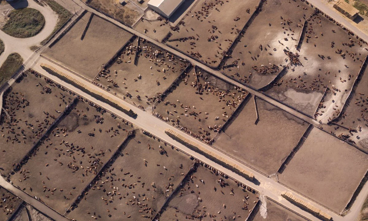 The Scale and Consequences of Industrial Animal Agriculture