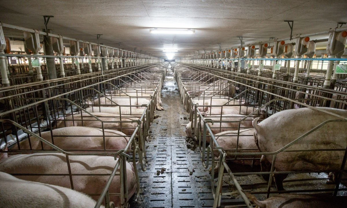 The Growing Movement to Stop CAFOs