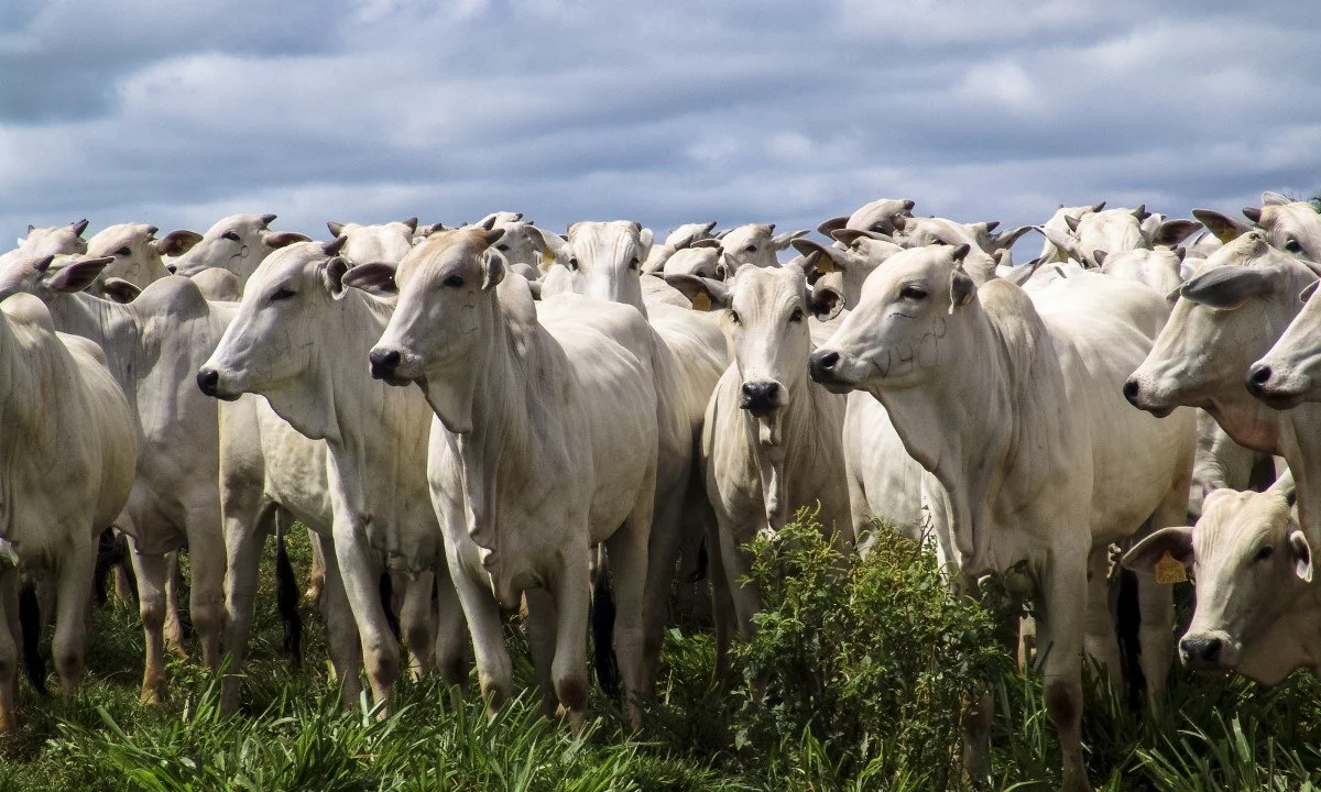 Livestock in the Global Food System