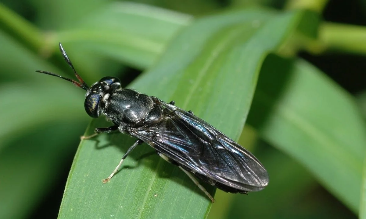 Black Soldier Flies Are Not an Ideal Solution for Global Food Waste
