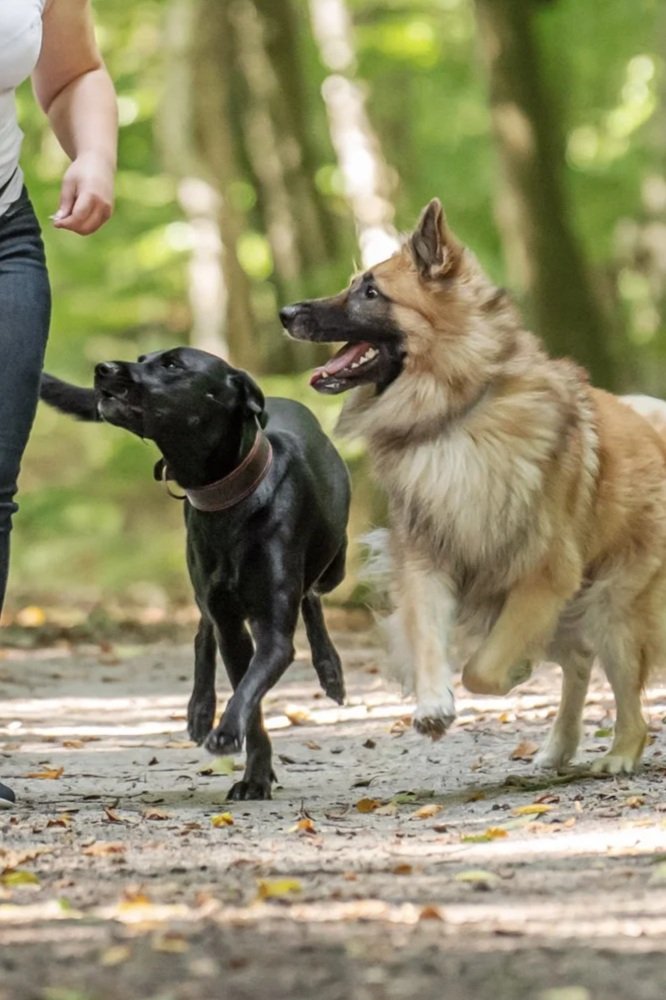 Zwei Hunde entspannt und fröhlich im Spzialkontakt, durch gute Anleitung beim Sozialkontaktspaziergang