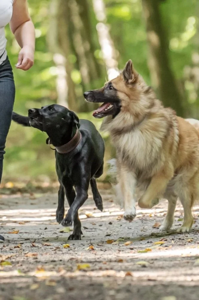 Zwei Hunde laufen entspannt und freudig neben ihrer Hundetrainerin beim Alltagstraining.