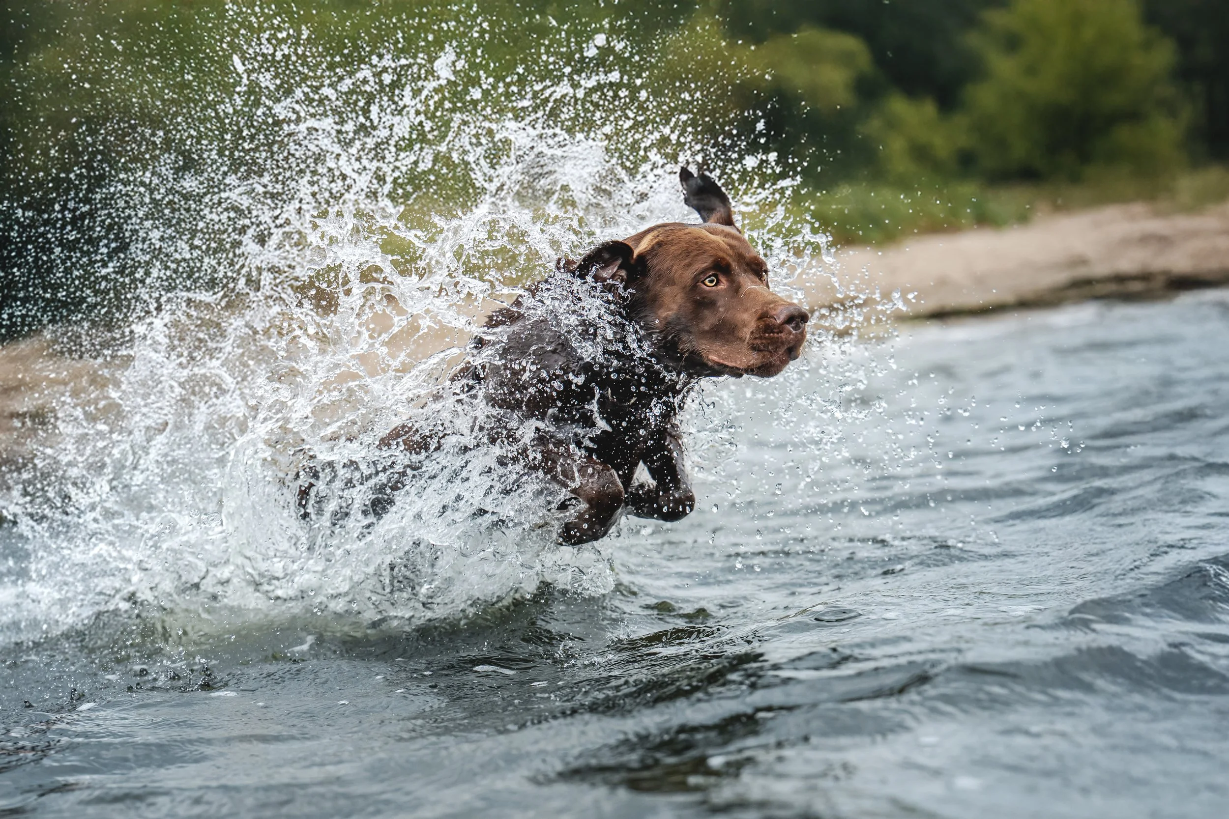 Ein Hund, ein brauner Labrador, zeigt Motivation und Freude bei Wassergewöhnung und Schwimmtraining für Hunde.