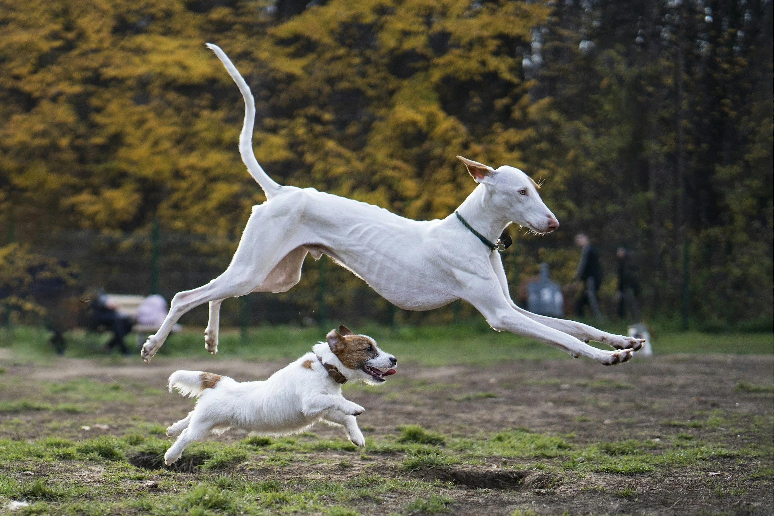 Zwei Hund spielen harmonisch miteinander, nach einer kontrollierten und gut begleiteten Zusammenführung bei einem Sozialkontaktspaziergang. Es zeigt echtes Spielverhalten und damit Sozialkompetenz der Hunde und positive Lernerfahrungen mit Hunden