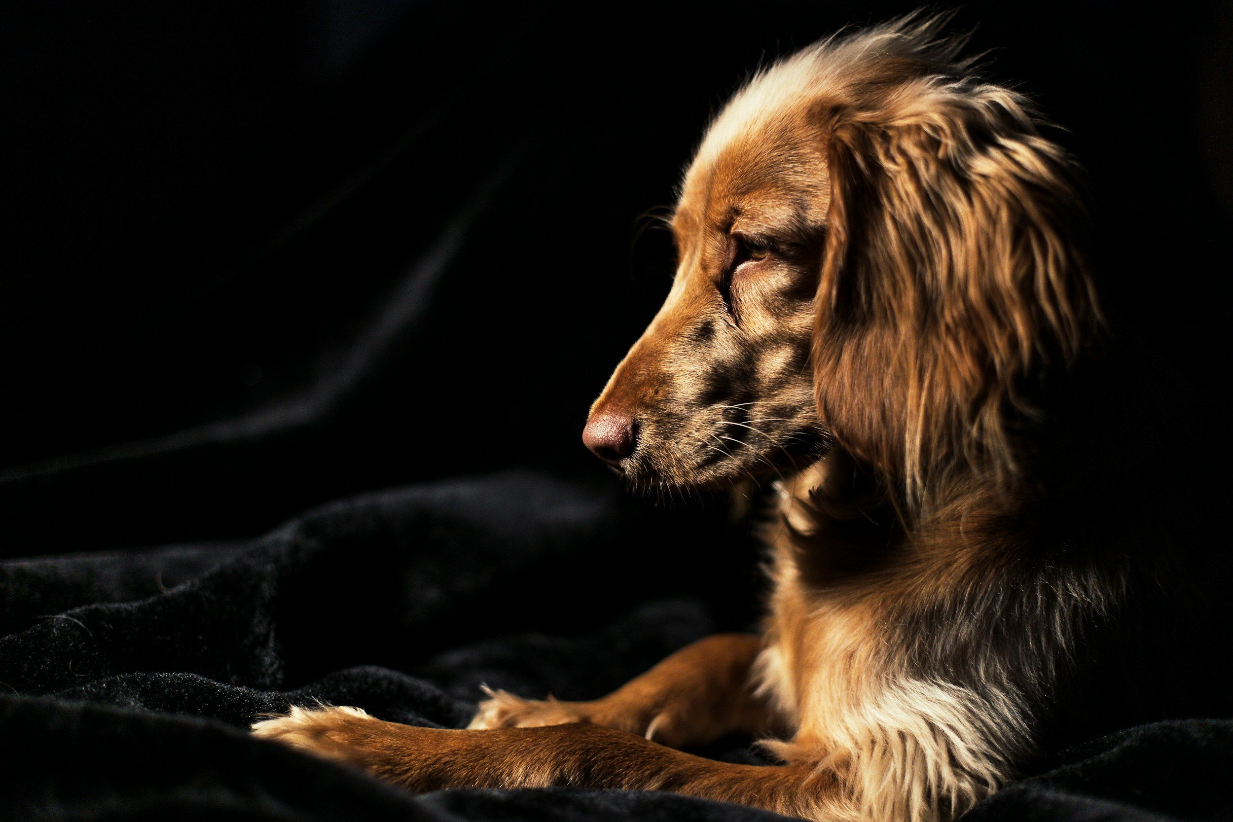 Hund zeigt Stresssignale und Unwohlsein bei der Verhaltensberatung.