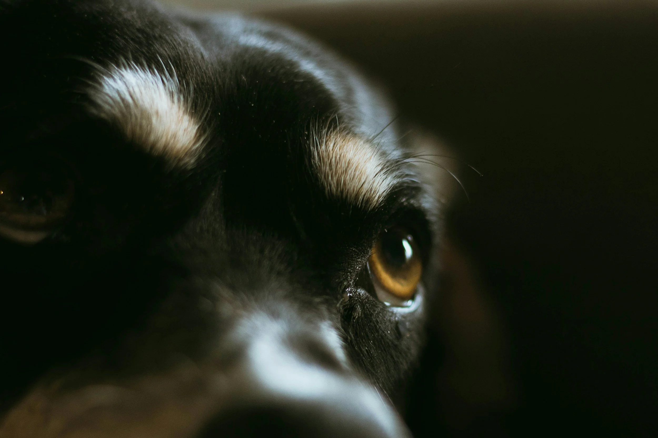 Ein Hund zeigt Unsicherheit vor der Verhaltenstherapie.