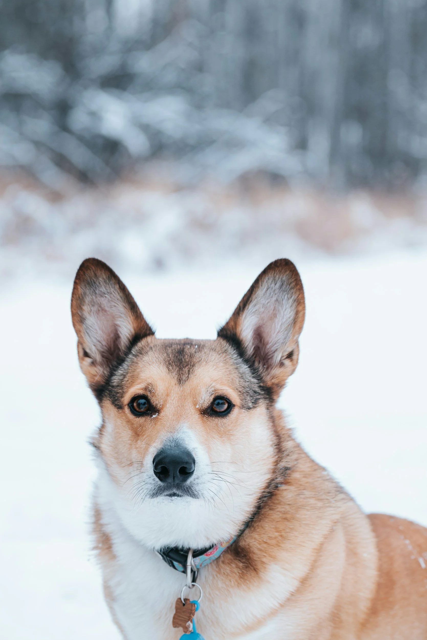 Ein Hund beobachtet gelassen, aber aufmerksam seine Umwelt während des Trainings.