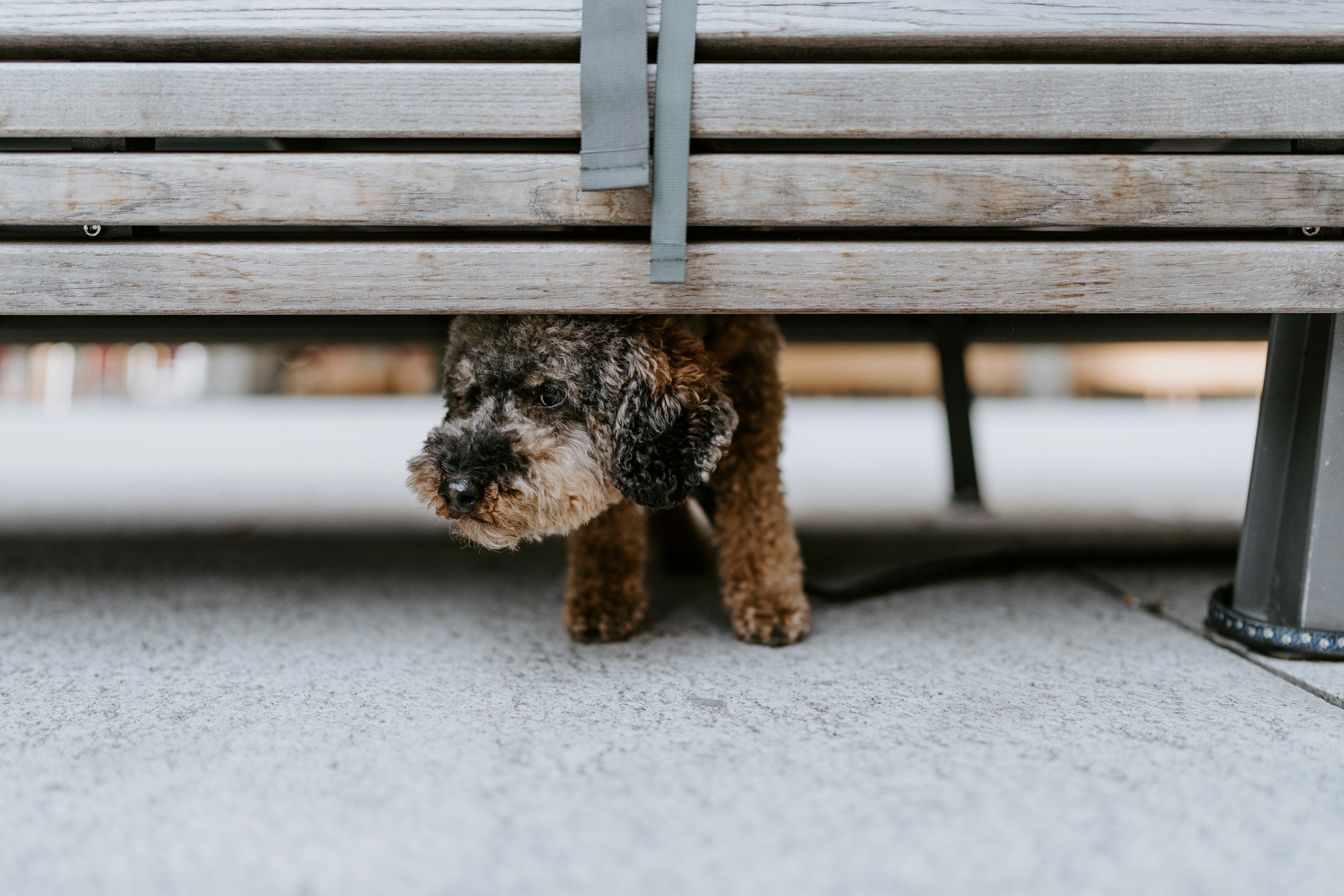 Hund zeigt Angst und versteckt sich bei einer Verhaltensanalyse.