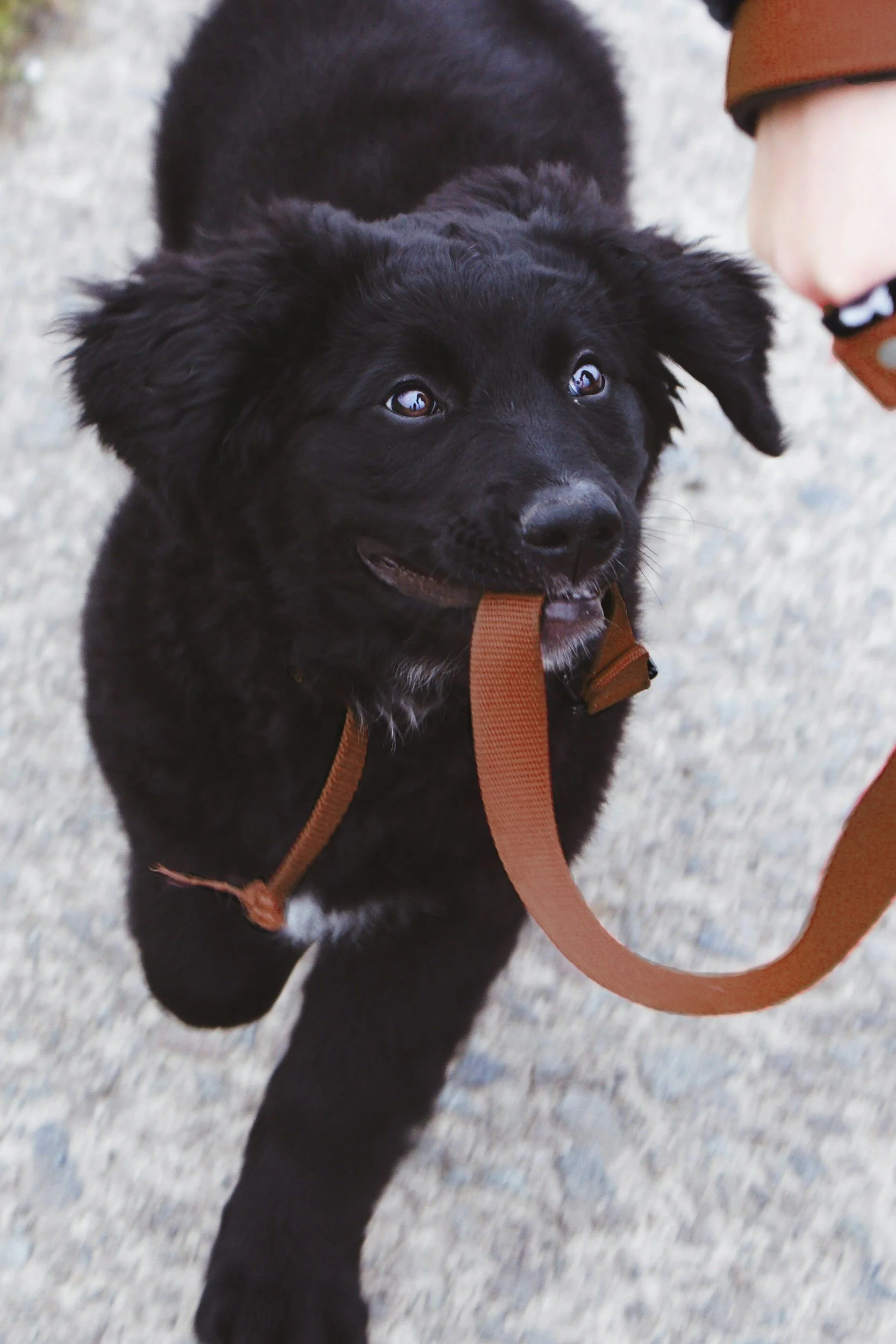 Verspielter Junghund beim Leinentraining in der Hundeschule.